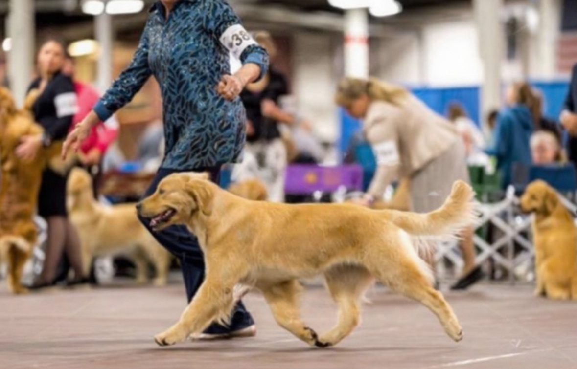 Winstone Goldens 's image