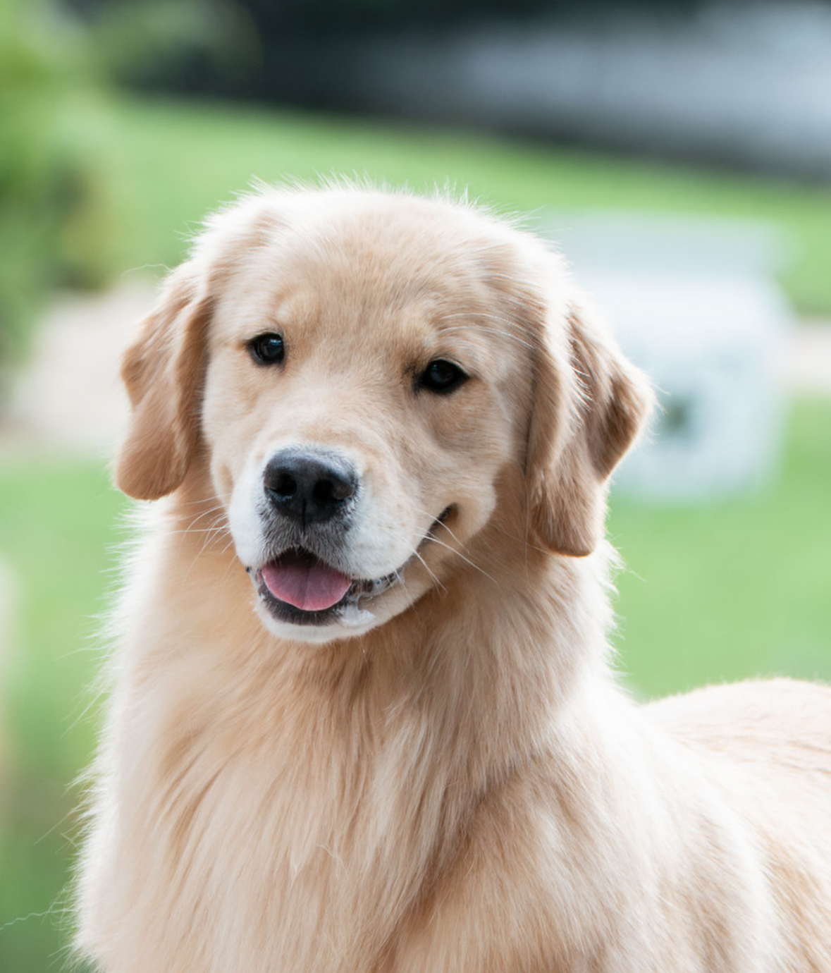 Winstone Goldens 's image