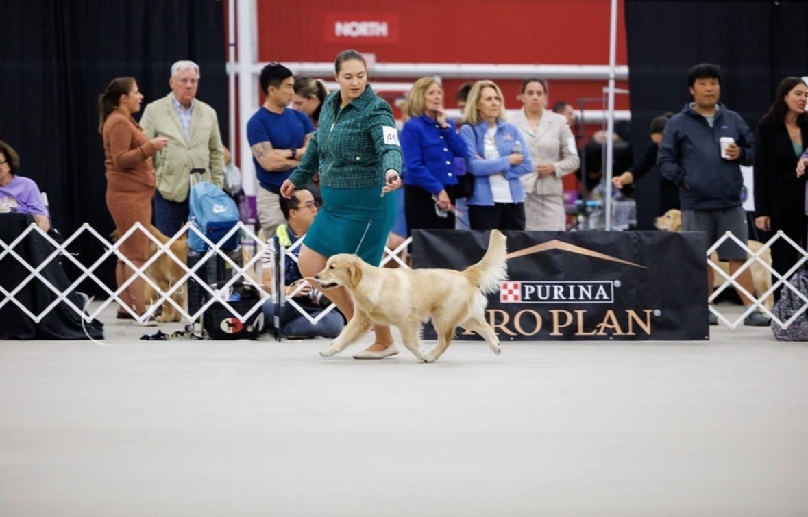 Winstone Goldens 's image