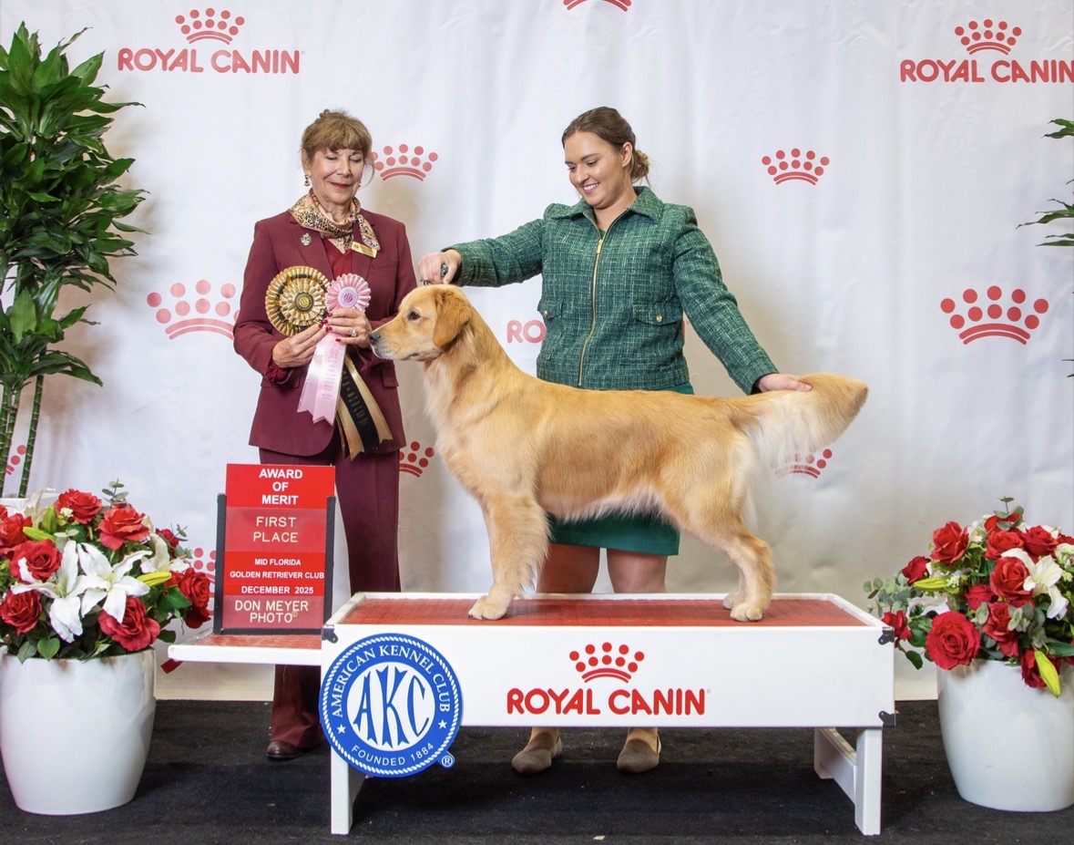 Winstone Goldens 's image