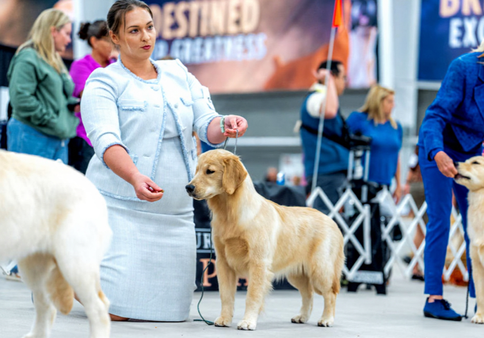 Winstone Goldens 's image
