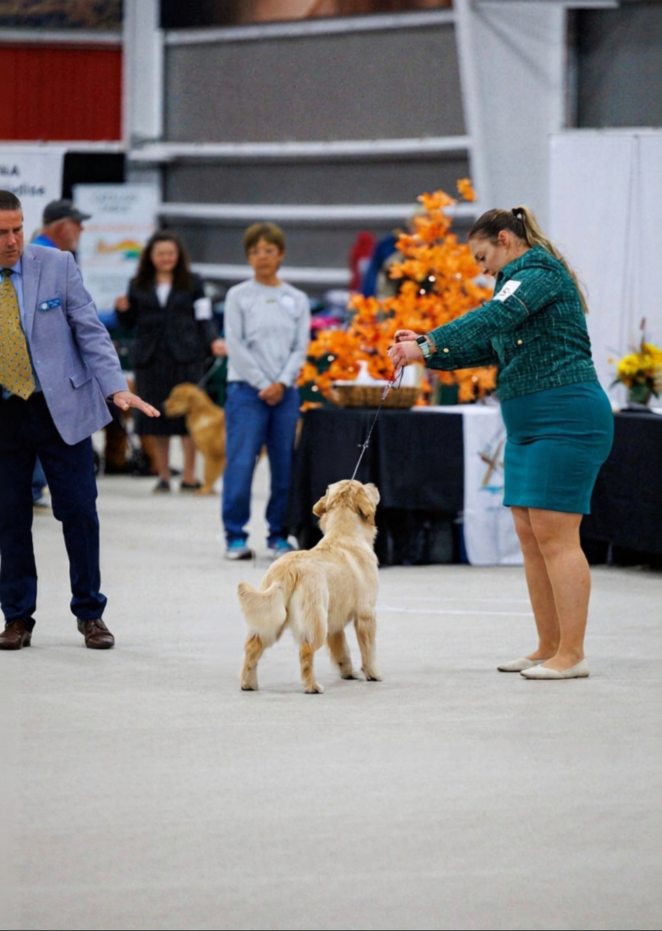 Winstone Goldens 's image