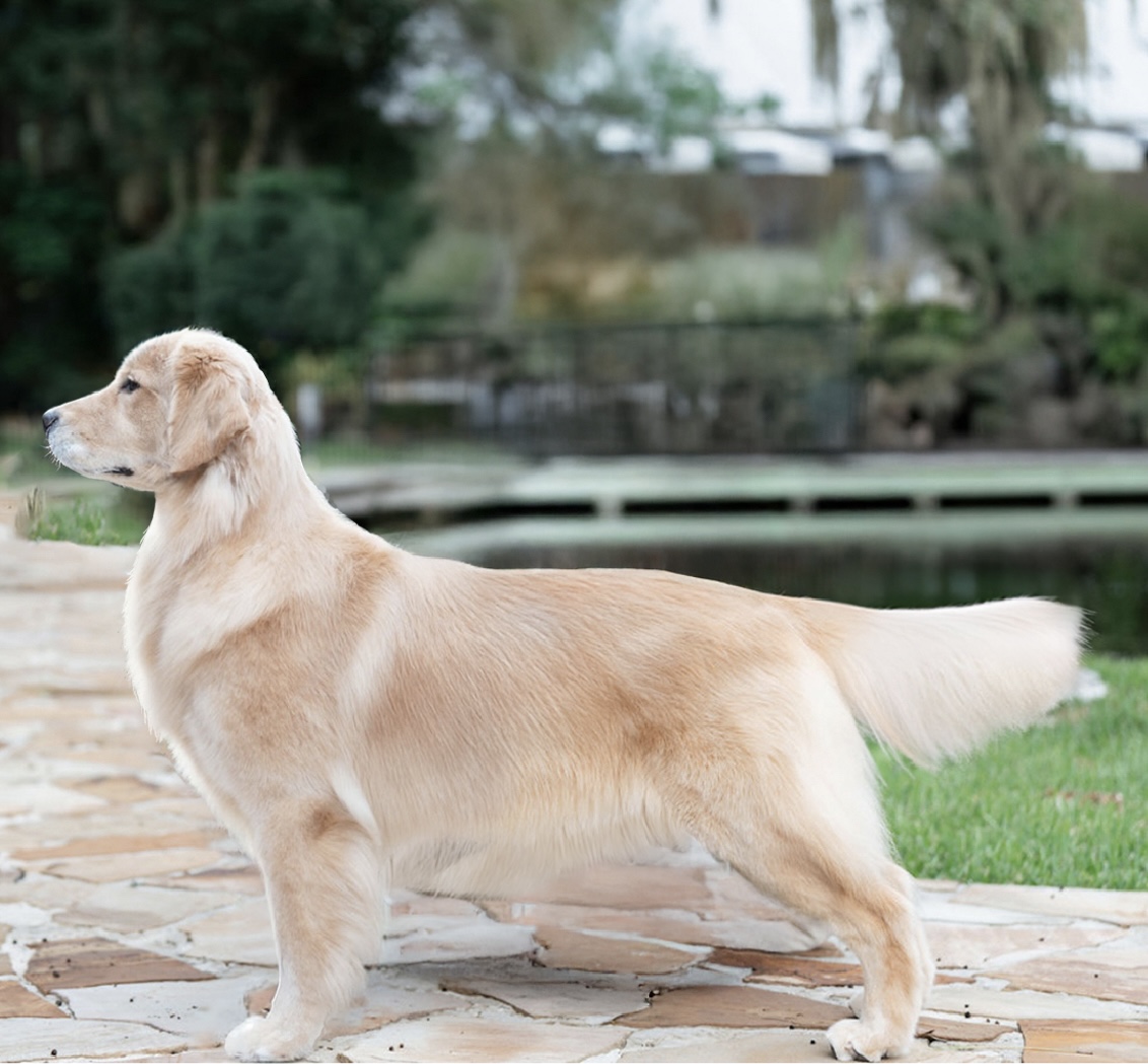 Winstone Goldens 's image