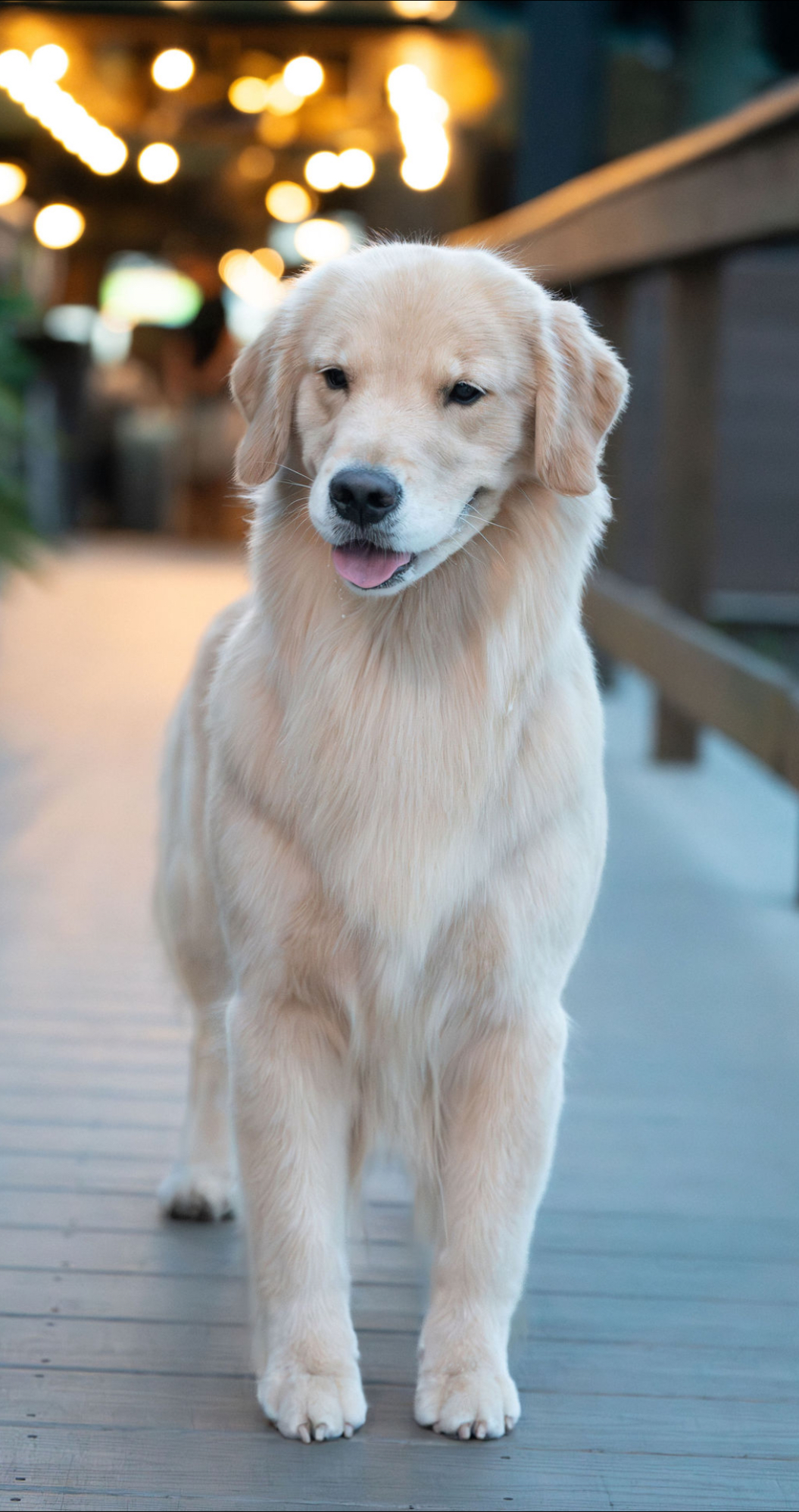 Winstone Goldens 's image