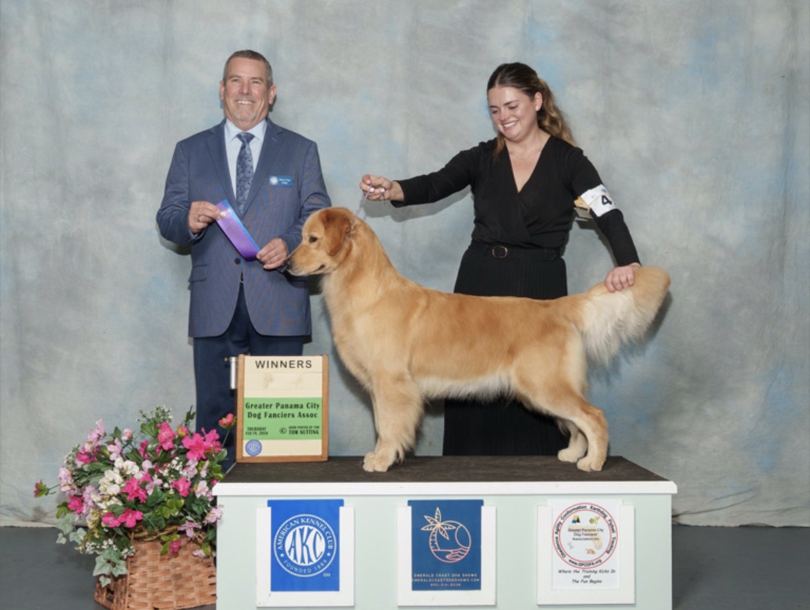 Winstone Goldens 's image