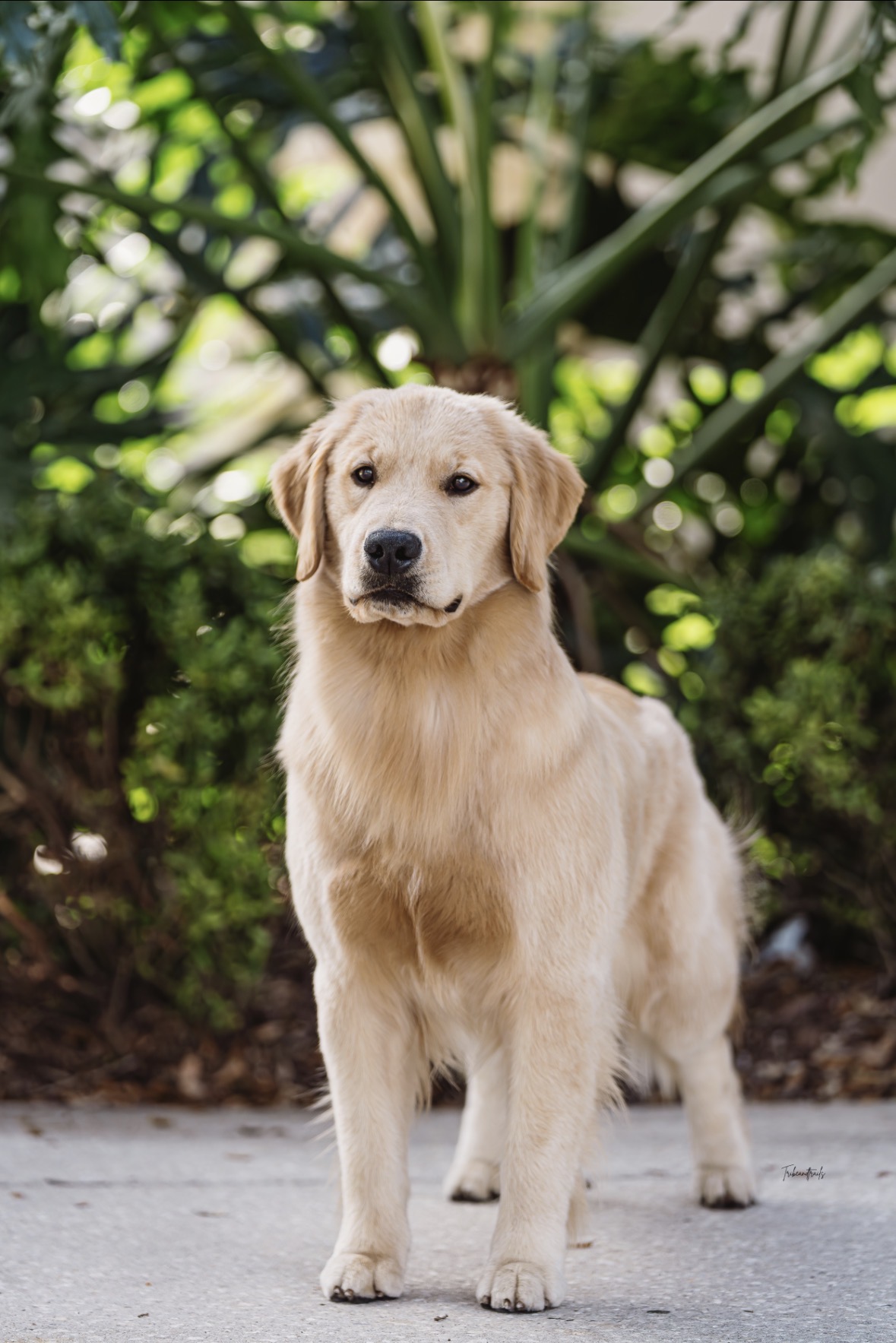 Winstone Goldens 's image