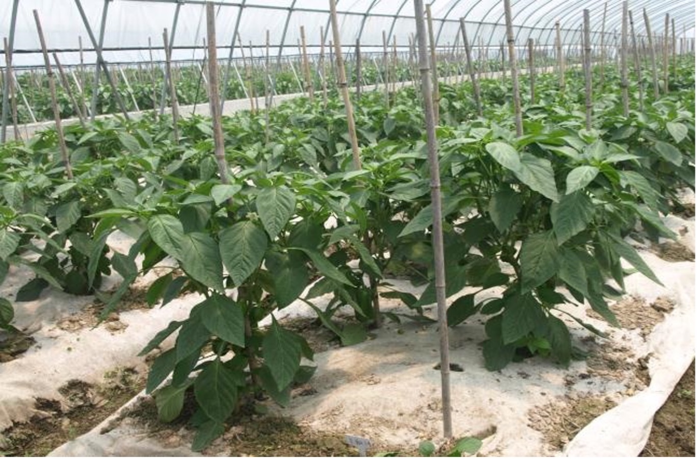 Cotton, Sugar, Soybean Oil, PSF & Biodegradable Mulch Films's image