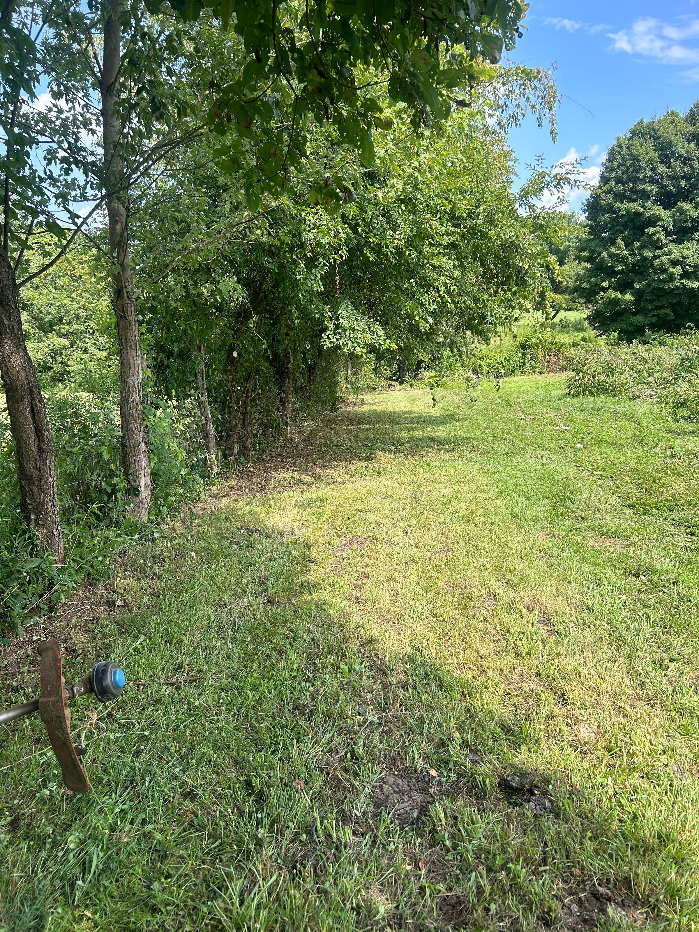 After Fence Line Clearing 