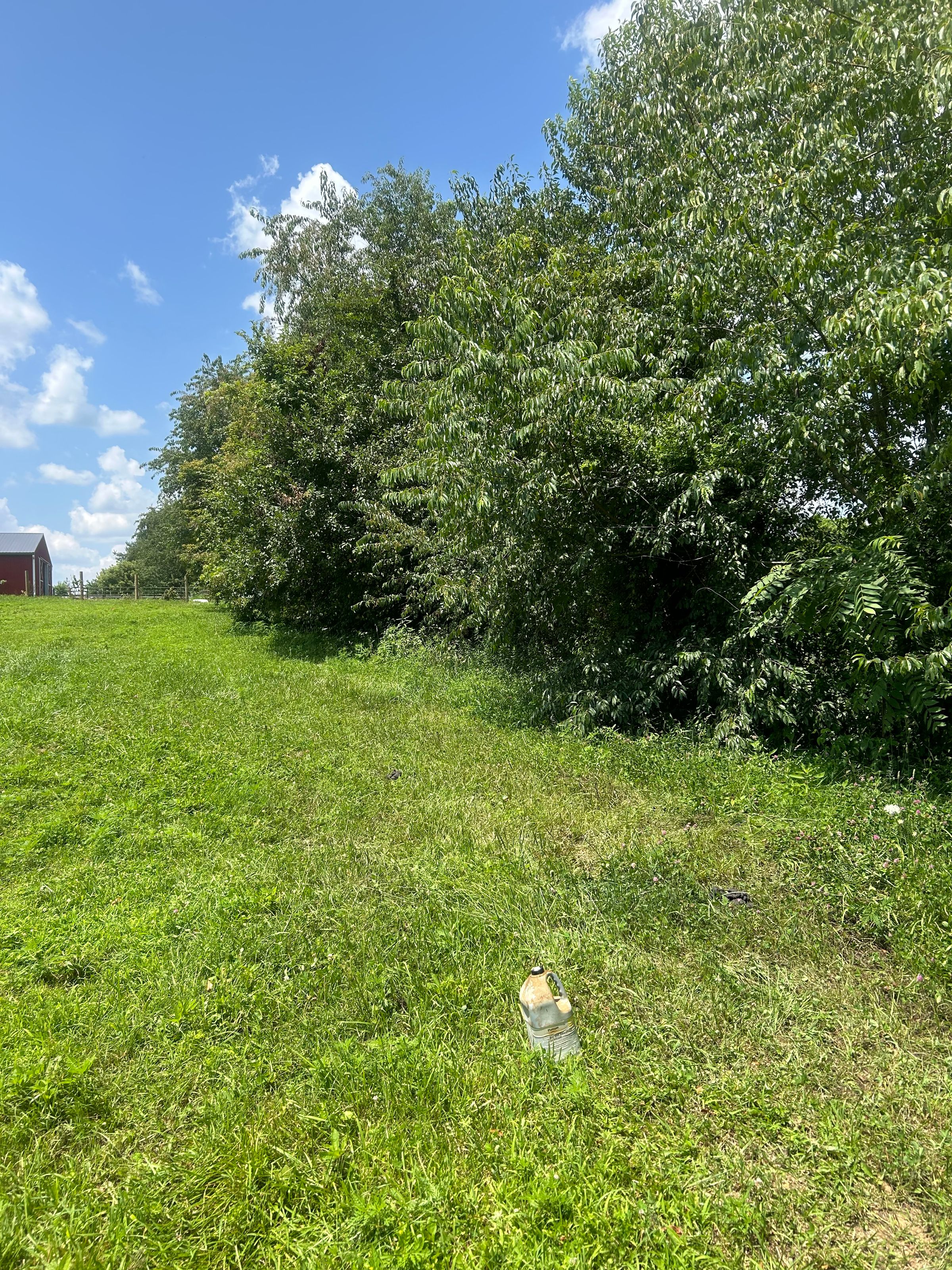 Before Fence Line Clearing