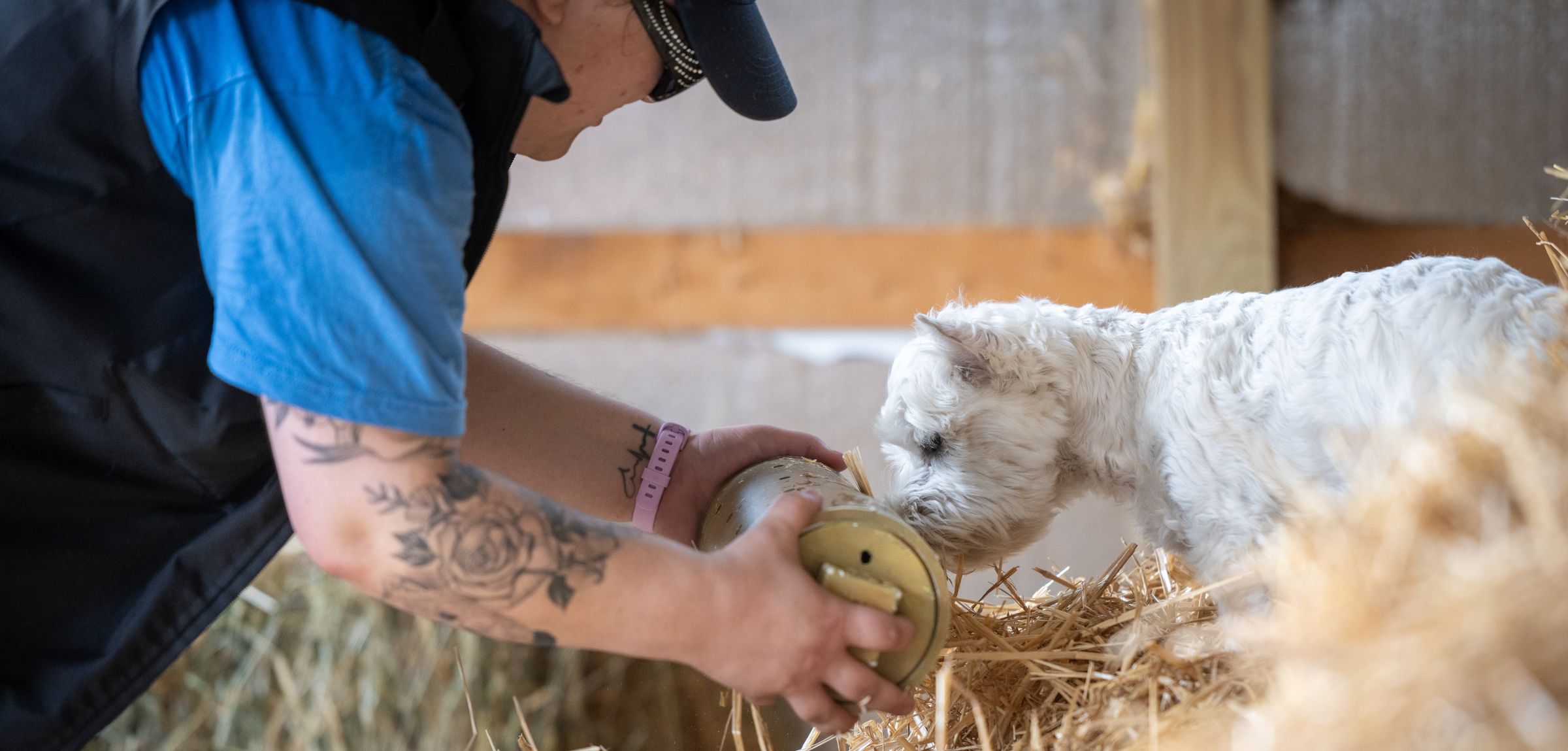 Canine Connected Counseling's image