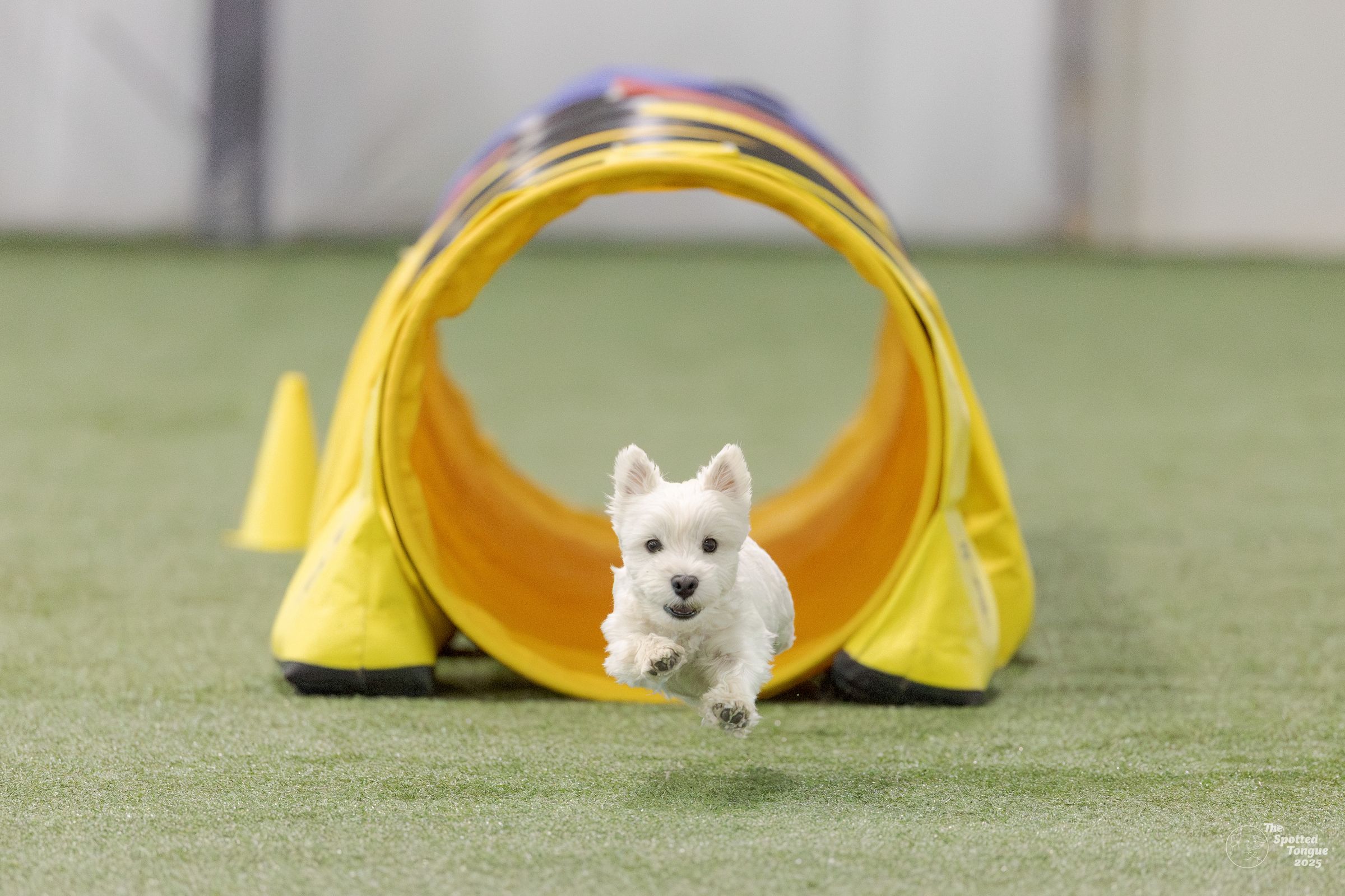 Canine Connected Counseling's image