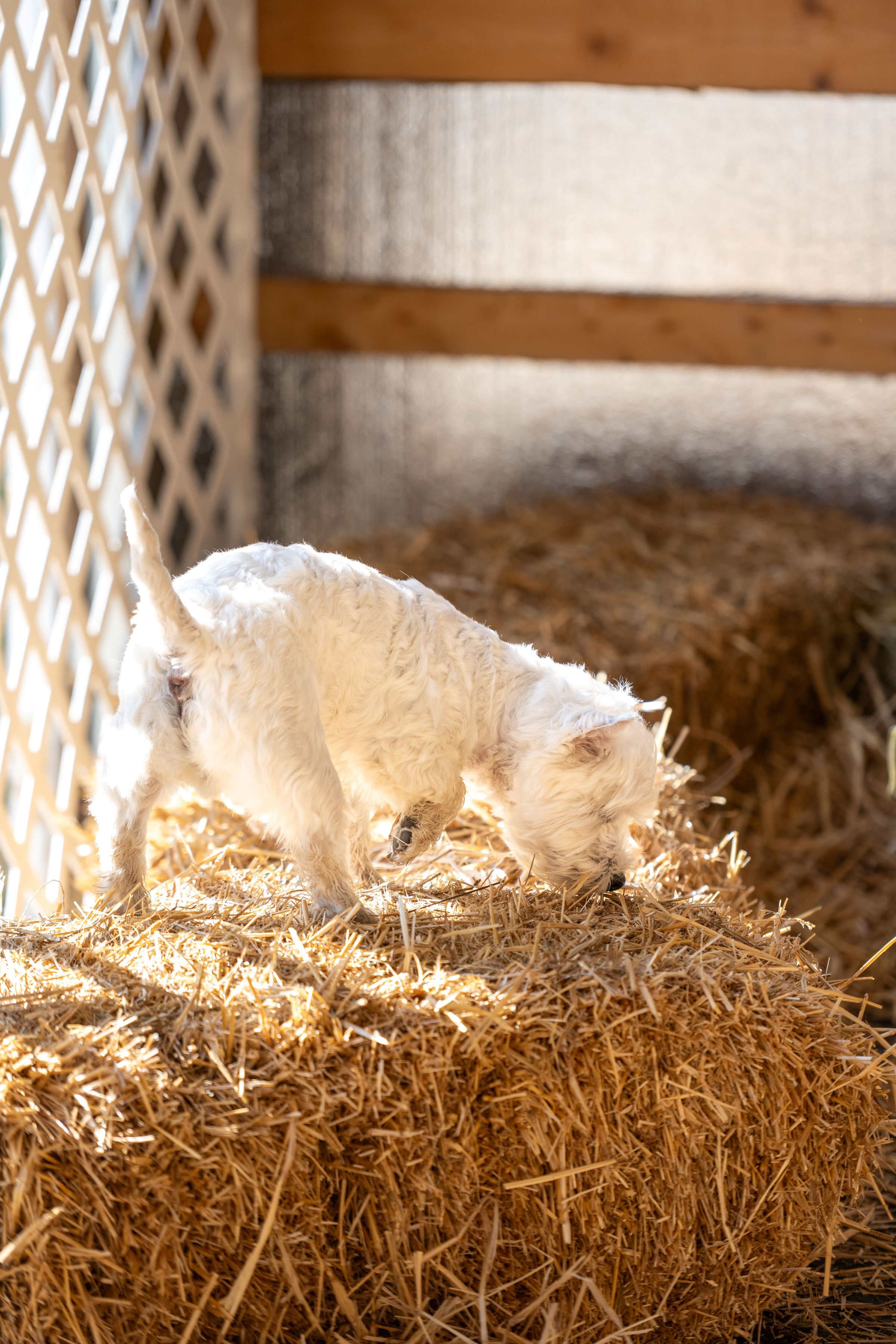 Canine Connected Counseling's image