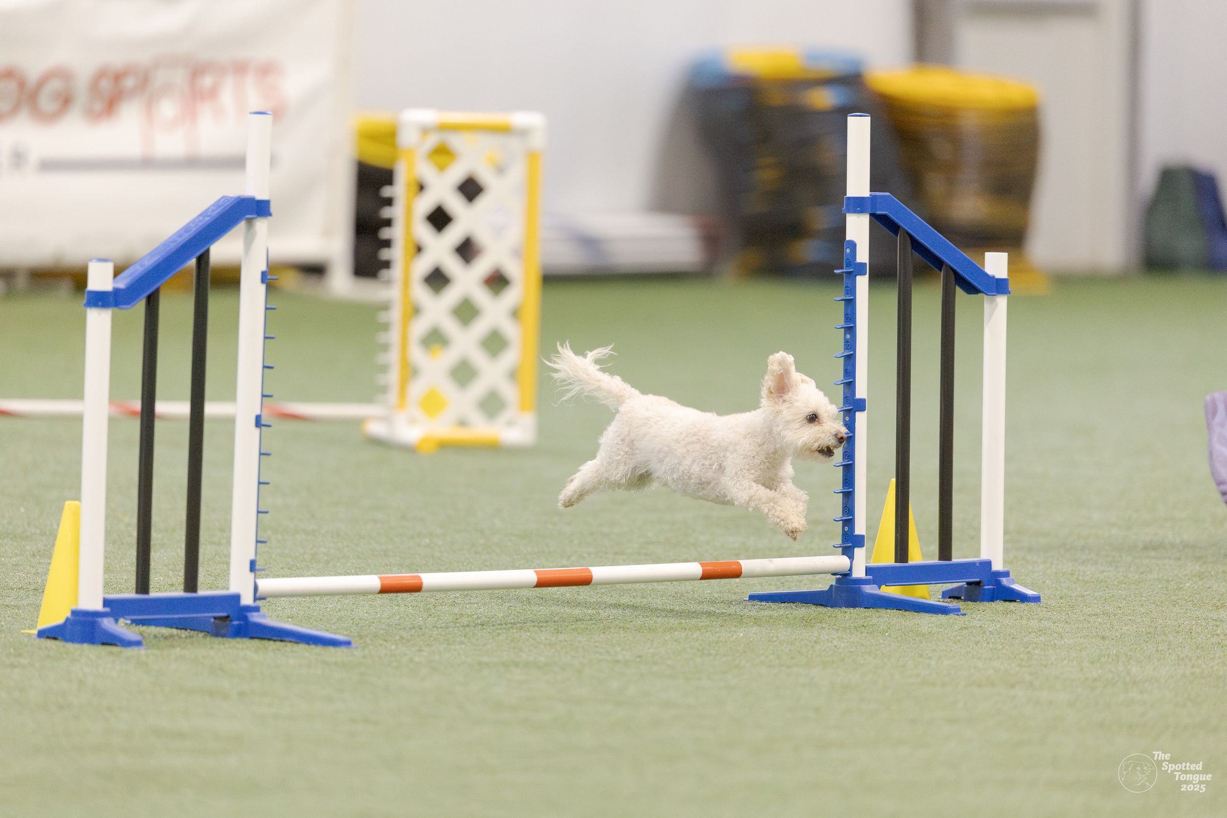 Canine Connected Counseling's image