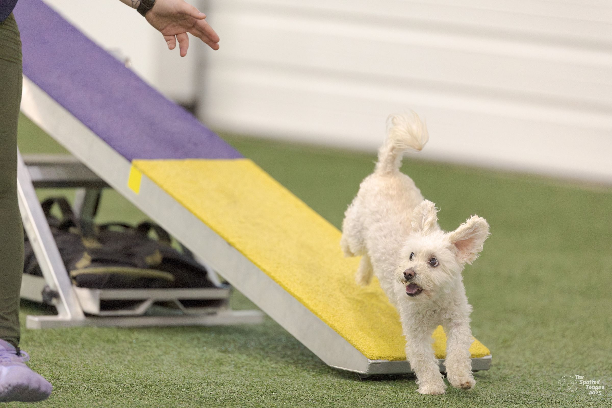 Canine Connected Counseling's image