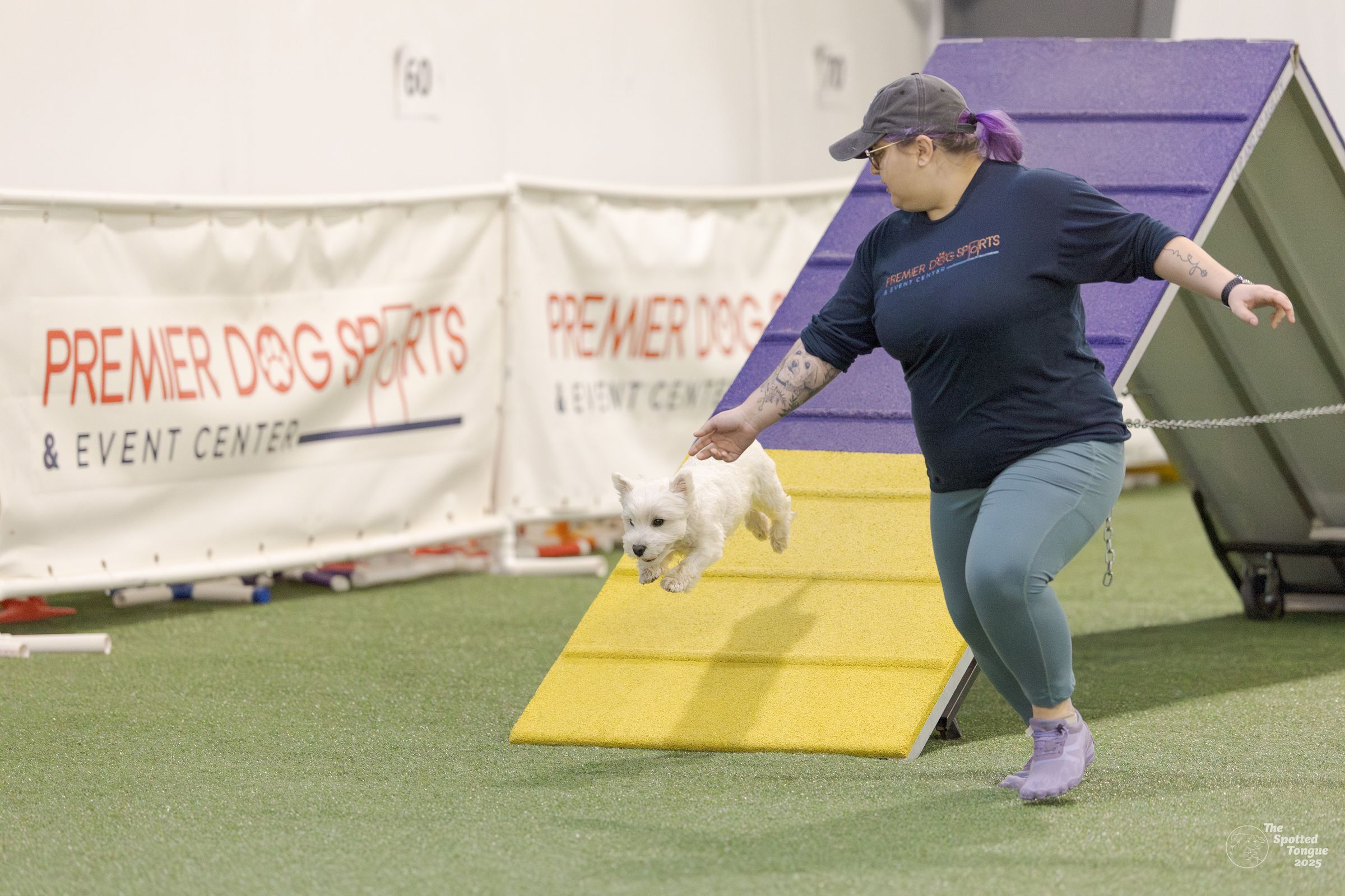 Canine Connected Counseling's image