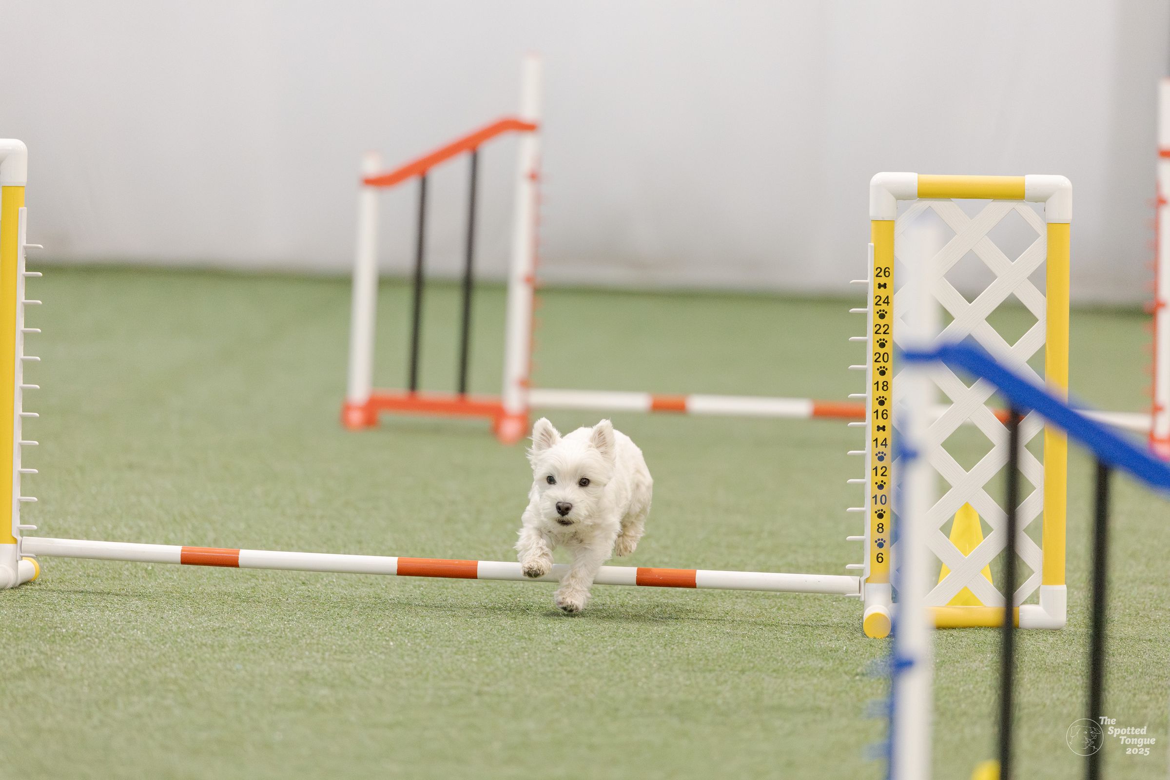 Canine Connected Counseling's image