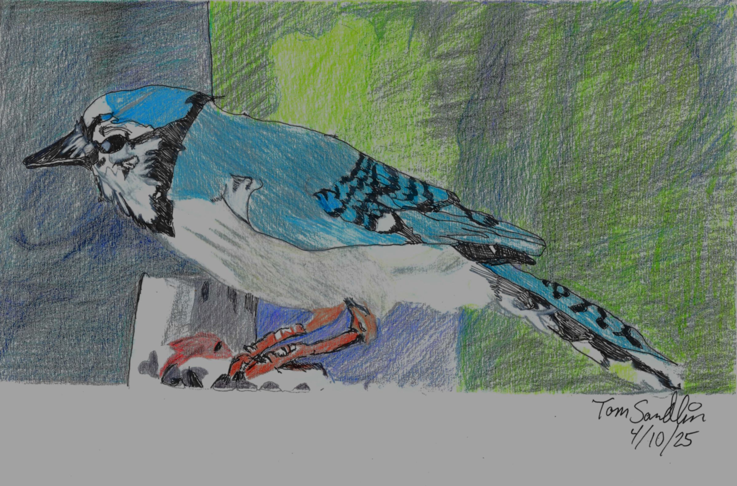 Pen and Ink and Colored pencil Illustration