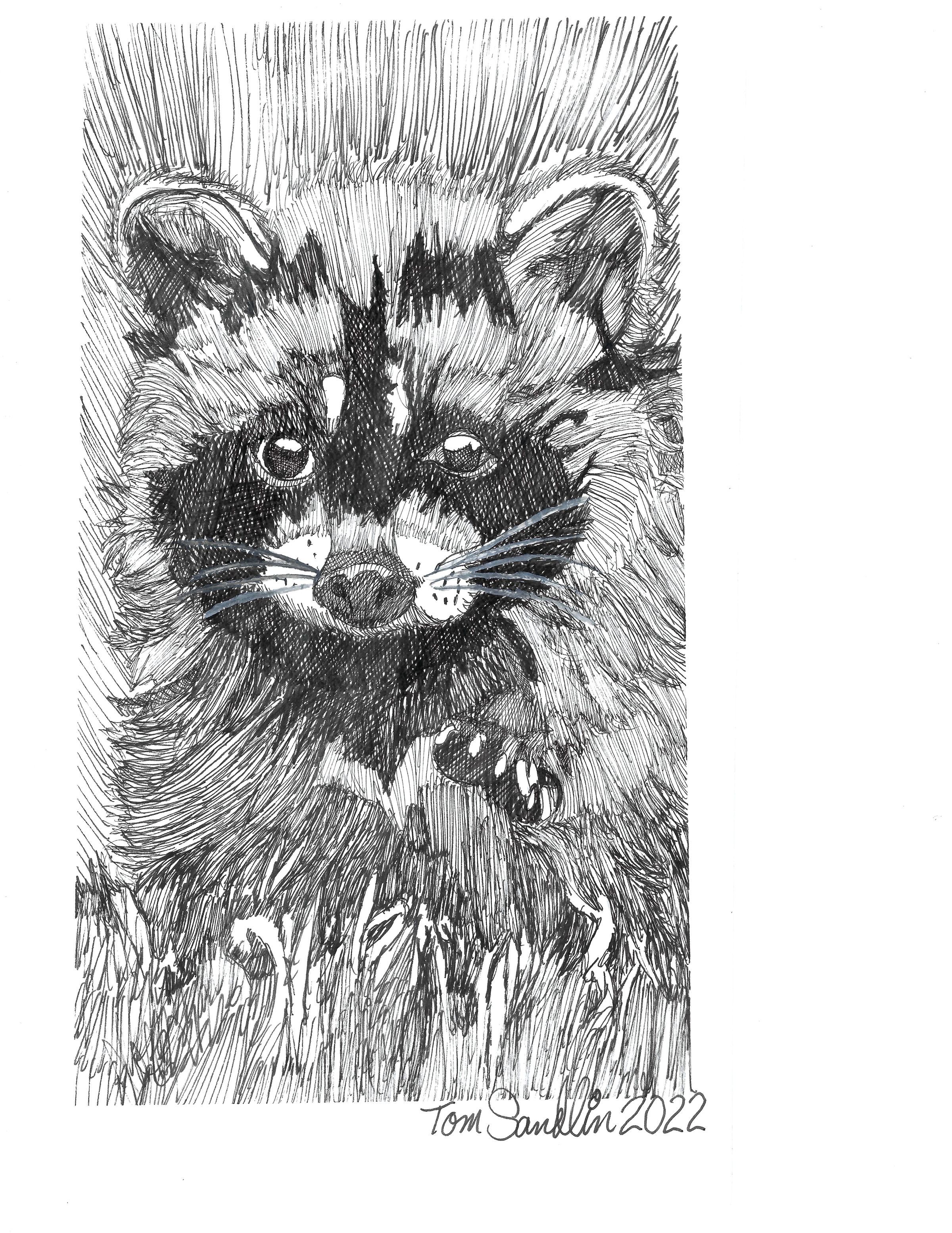 Sample Of Animal Portraits