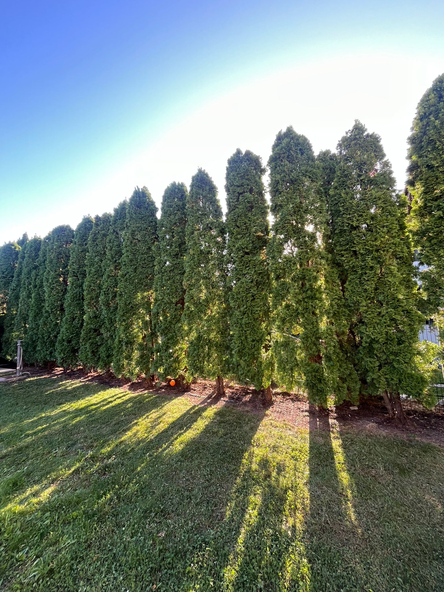 Amenajare Grădină De Vis Bacău's image