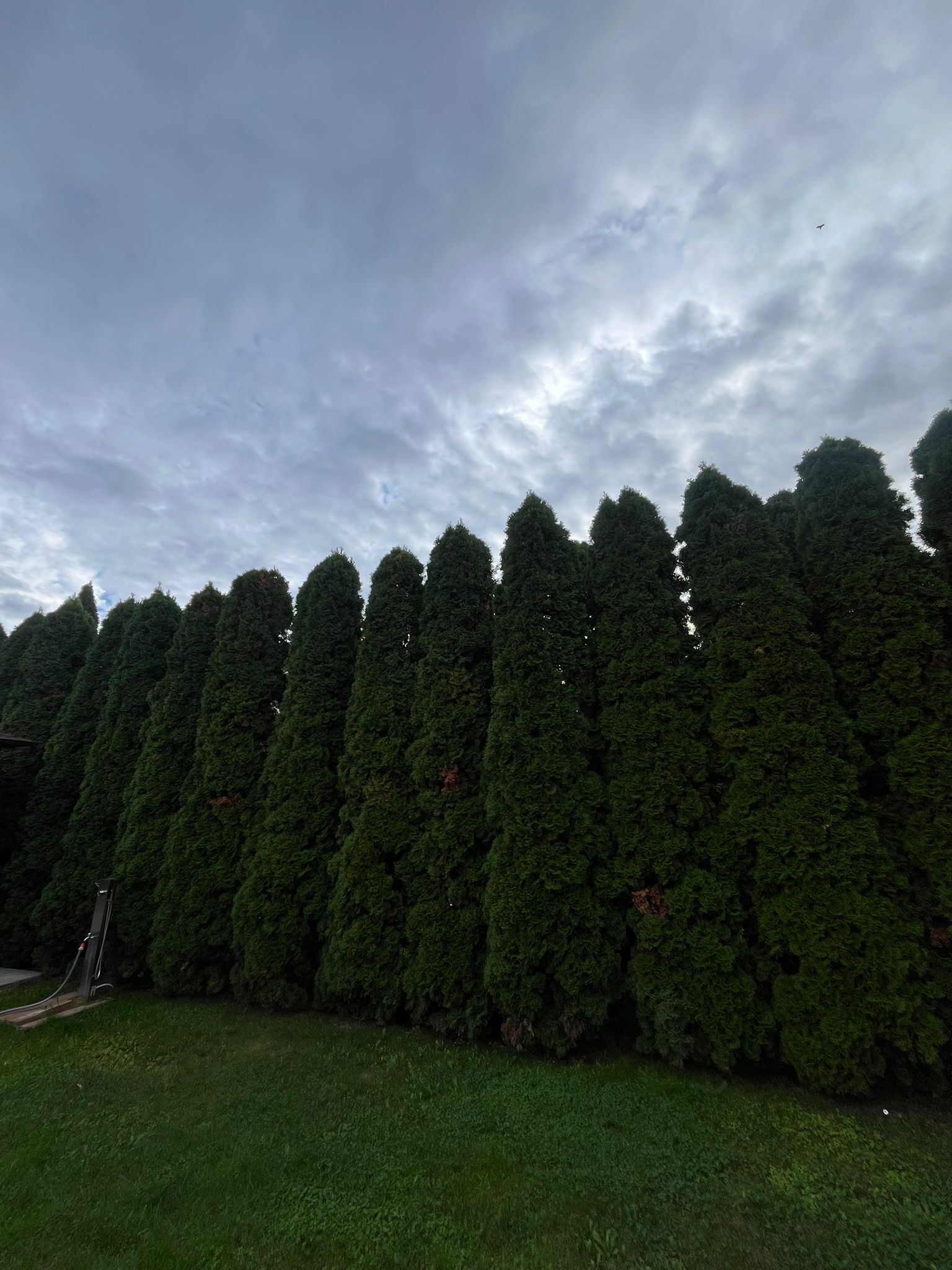 Amenajare Grădină De Vis Bacău's image