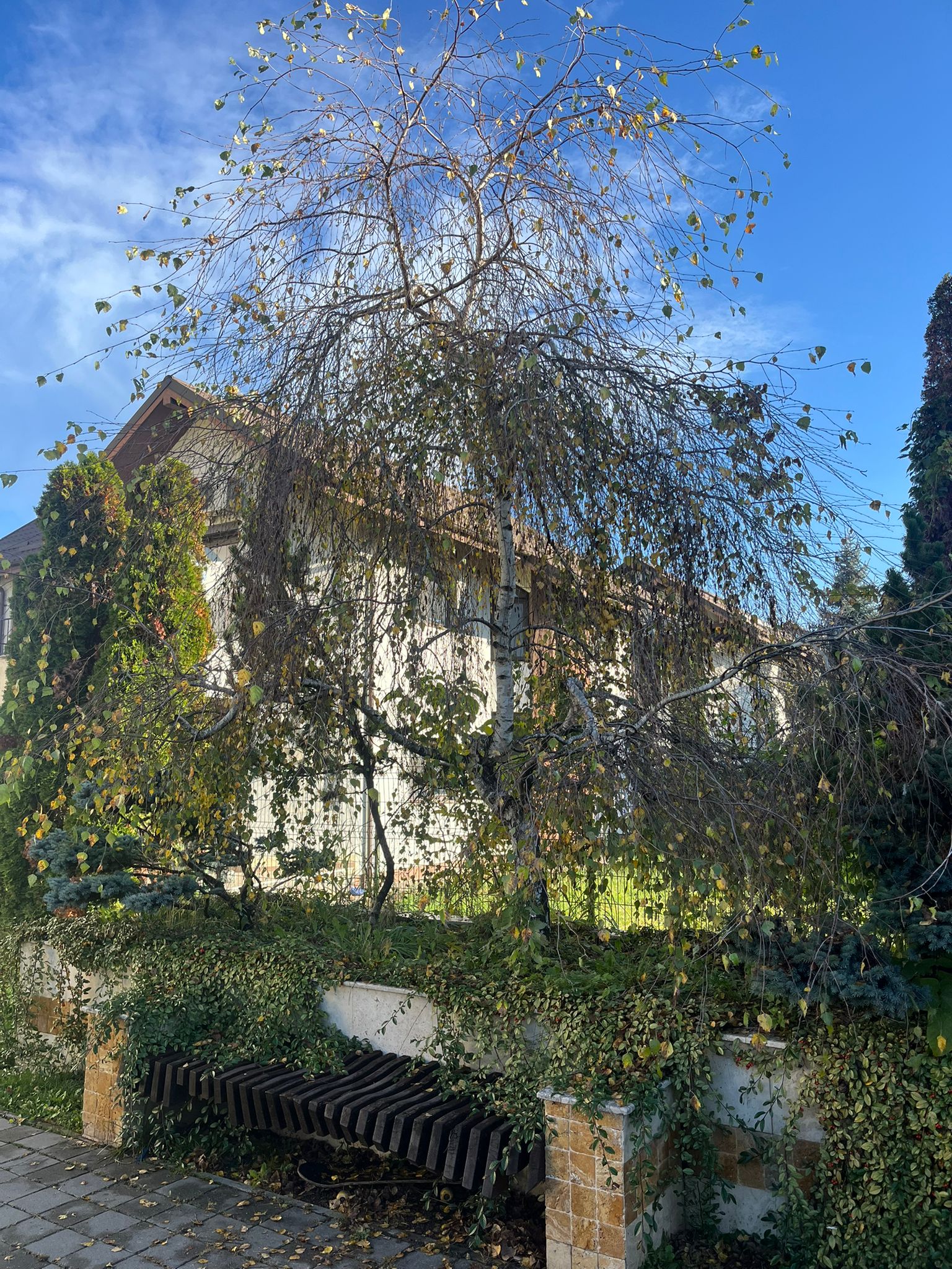 Amenajare Grădină De Vis Bacău's image