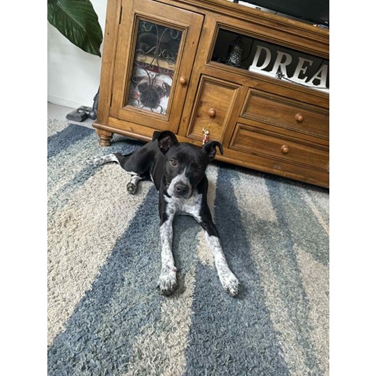 https://www.savour-life.com.au/adopt-a-dog/search-now/view/99564