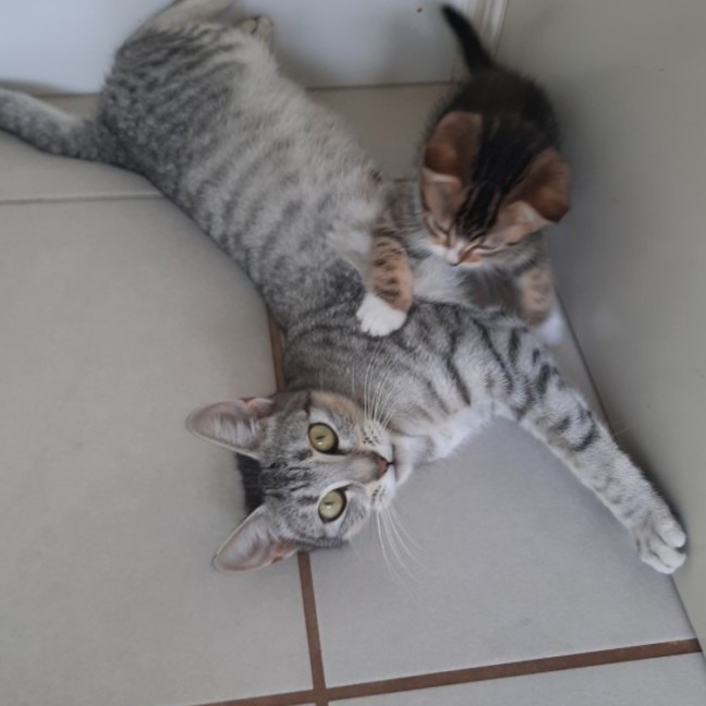 https://www.petrescue.com.au/listings/1120416