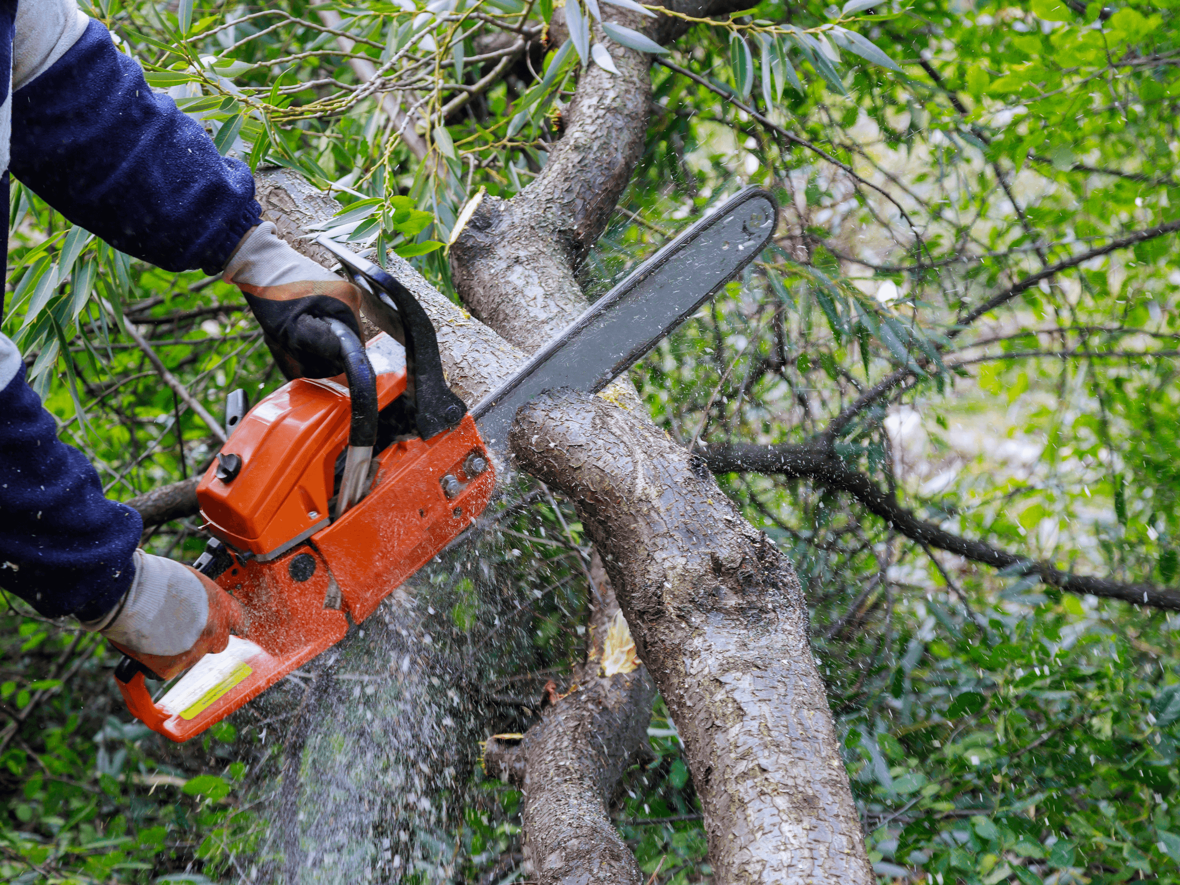 A1 Home and Garden Care's image