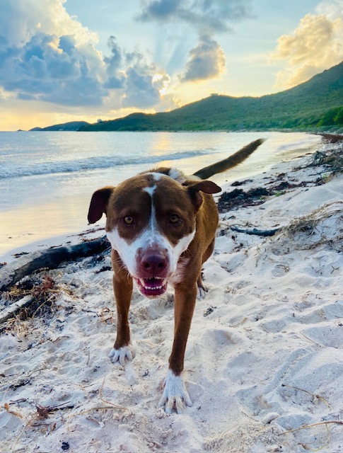 Paws 4 Peace Veterinary's image