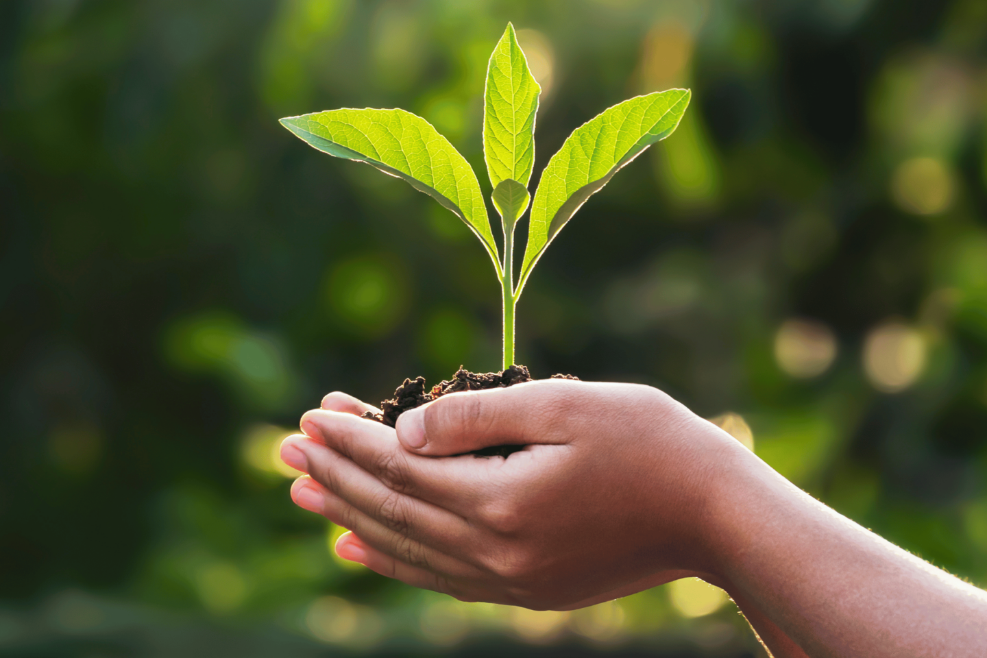 A Mother's Touch's image