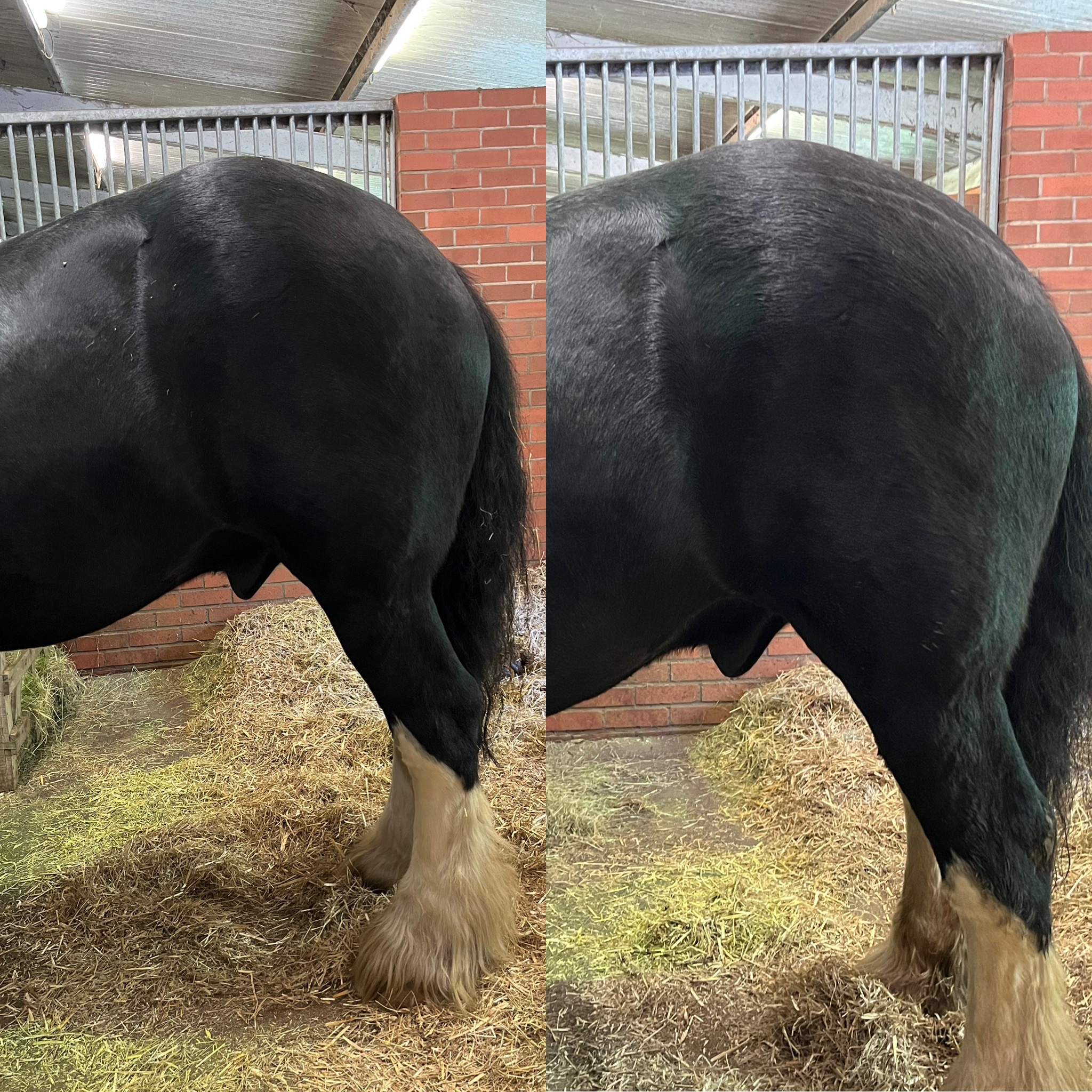 Sophie de Ronde Equine Touch's image