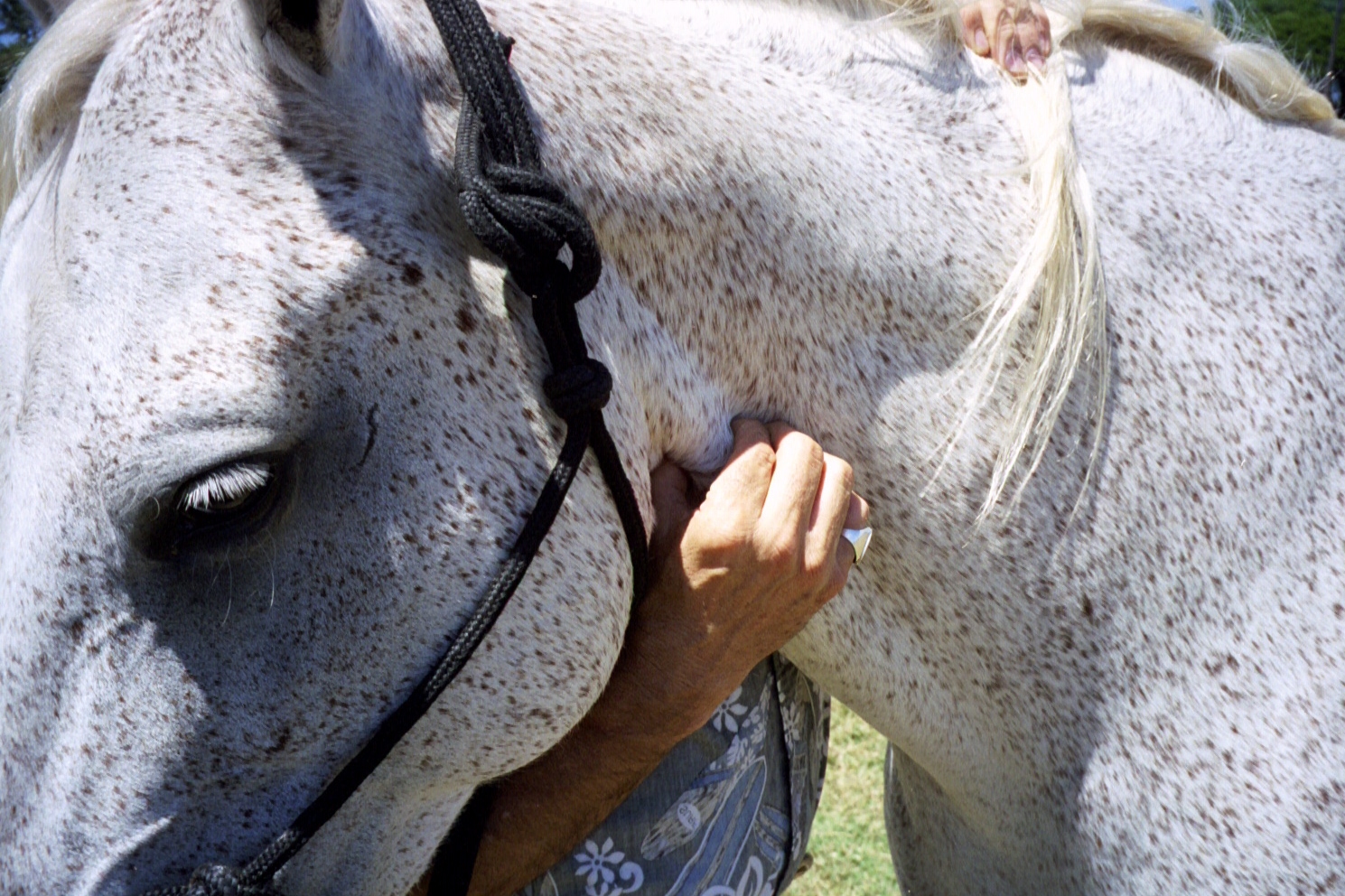 Sophie de Ronde Equine Touch's image