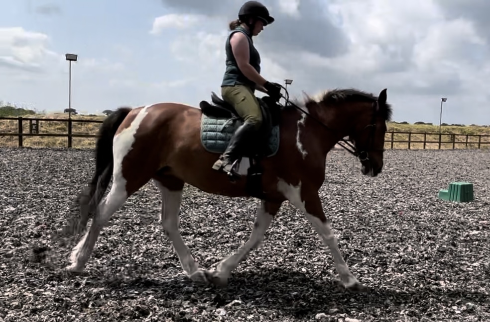 Sophie de Ronde Equine Touch's image