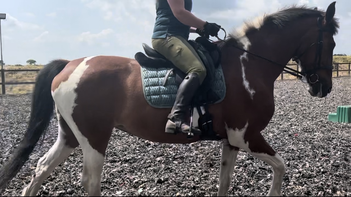 Sophie de Ronde Equine Touch's image