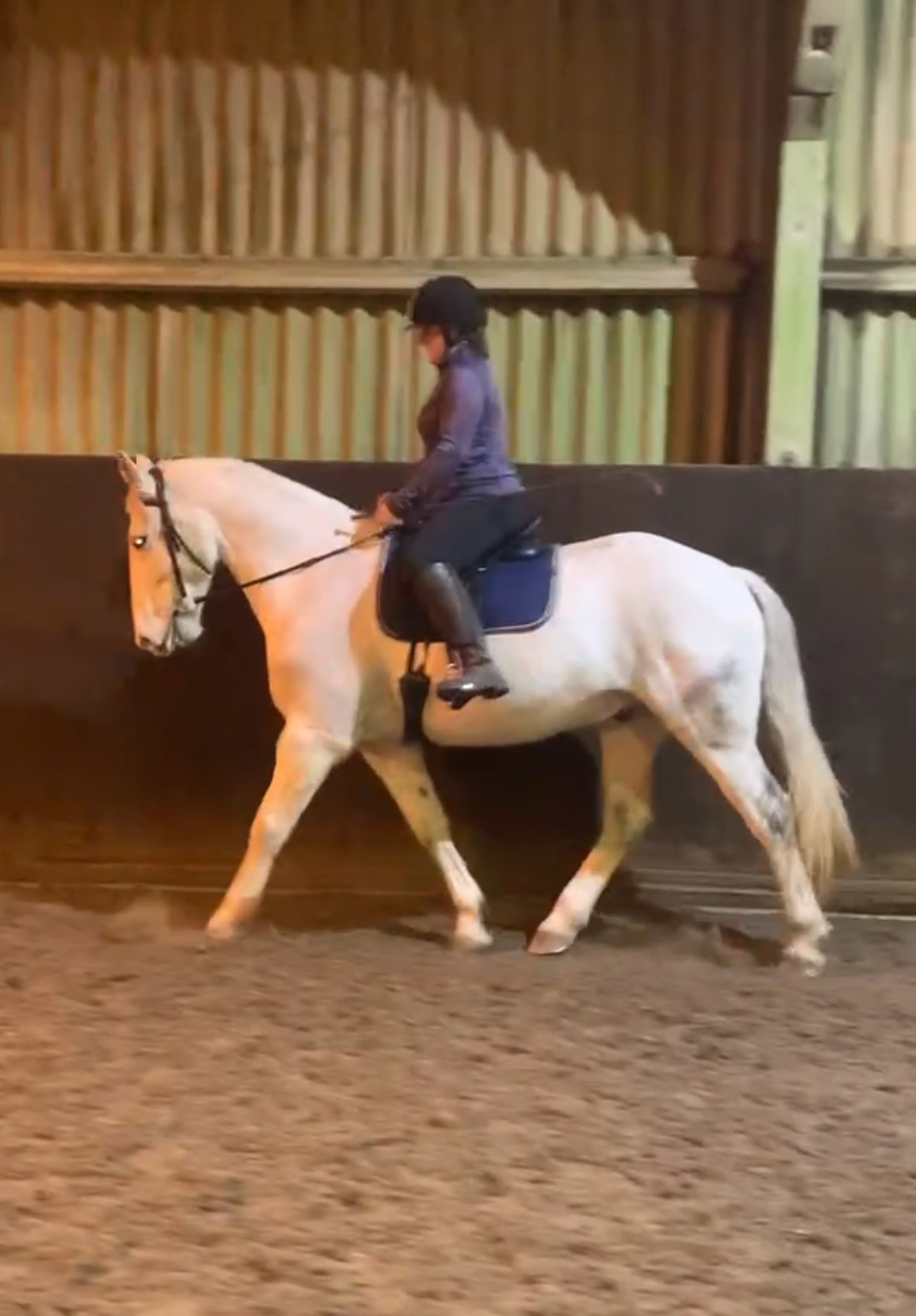 Sophie de Ronde Equine Touch's image