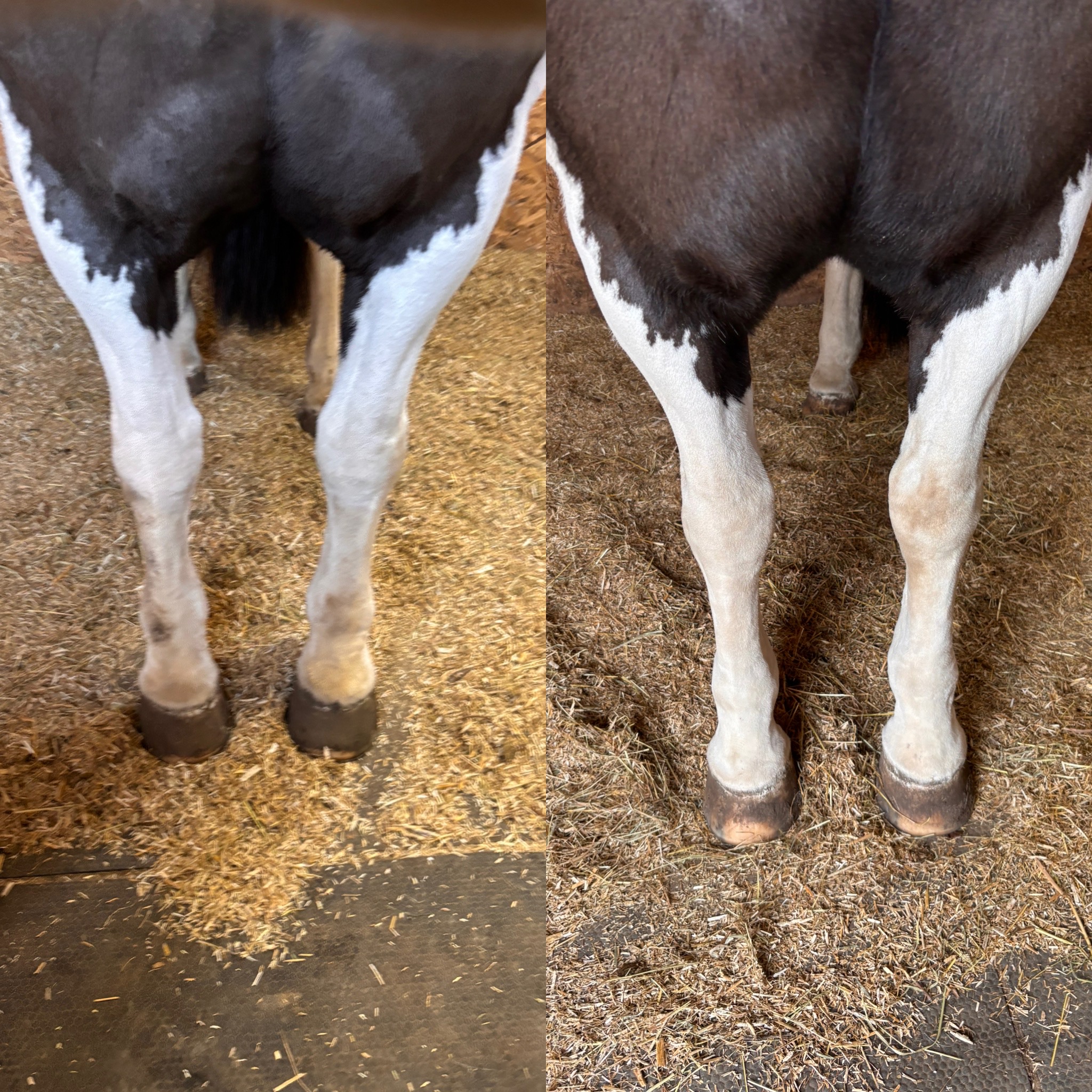 Sophie de Ronde Equine Touch's image