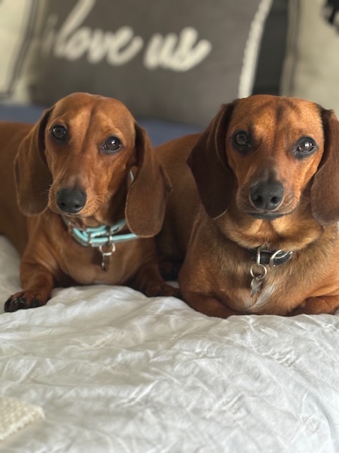 Watchdog Home Watch's image