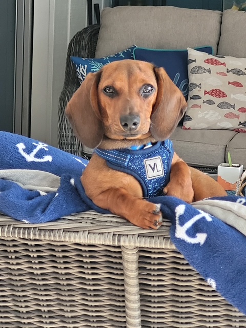 Watchdog Home Watch's image