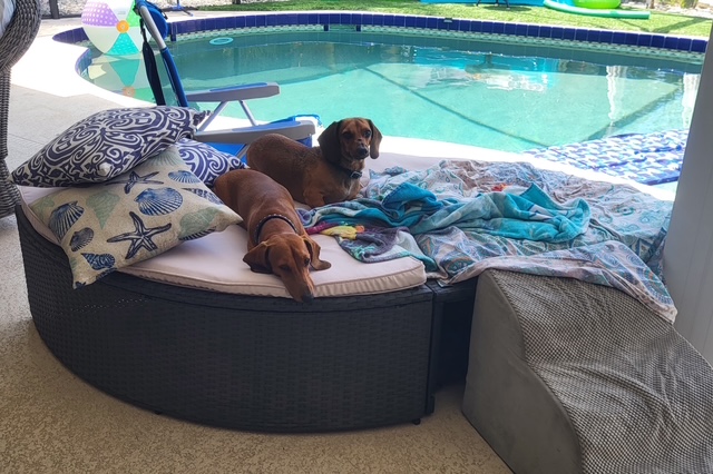 Watchdog Home Watch's image