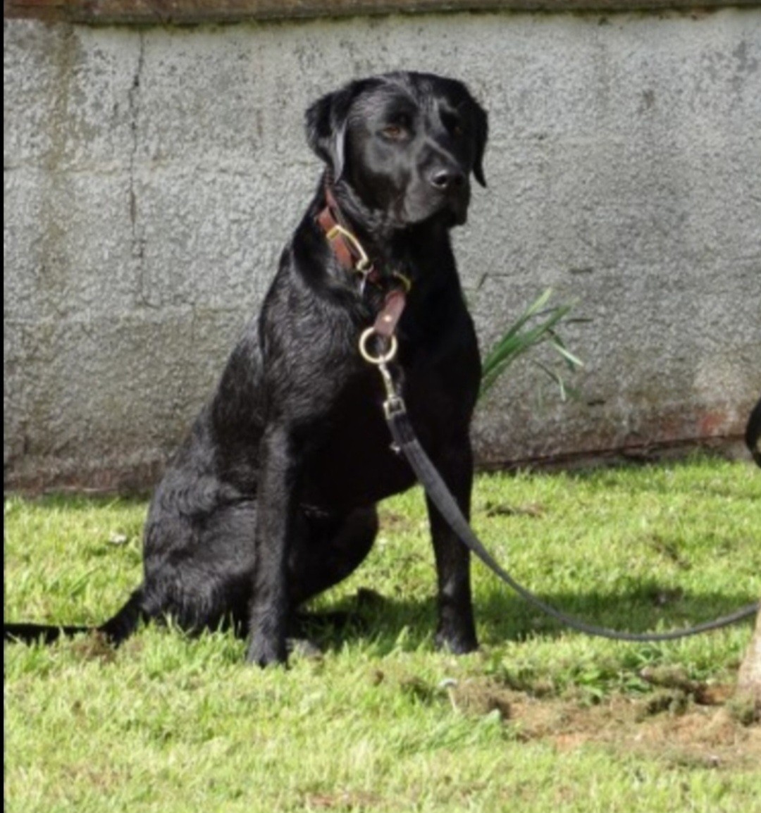 BEST FRIEND PET ADS 's image