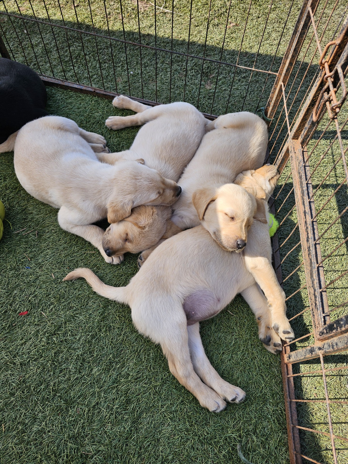 BEST FRIEND PET ADS 's image