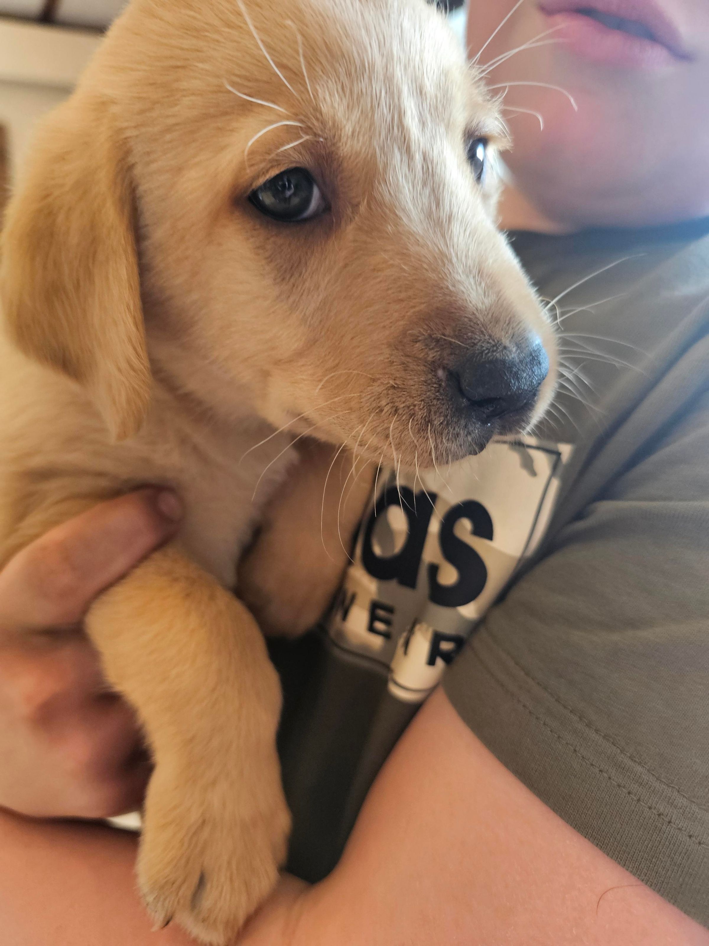 BEST FRIEND PET ADS 's image