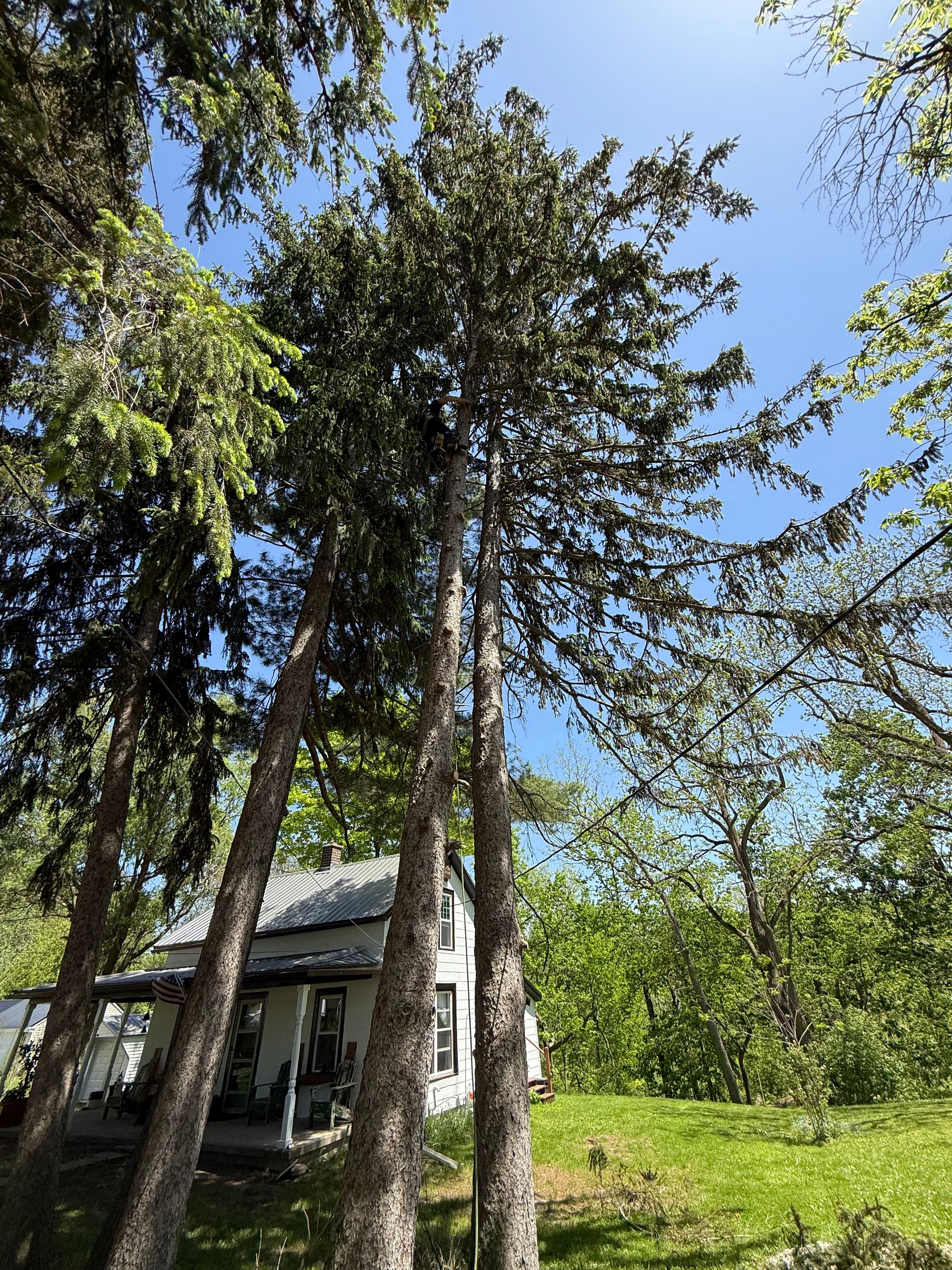 WNY Forestry Services LLC's image