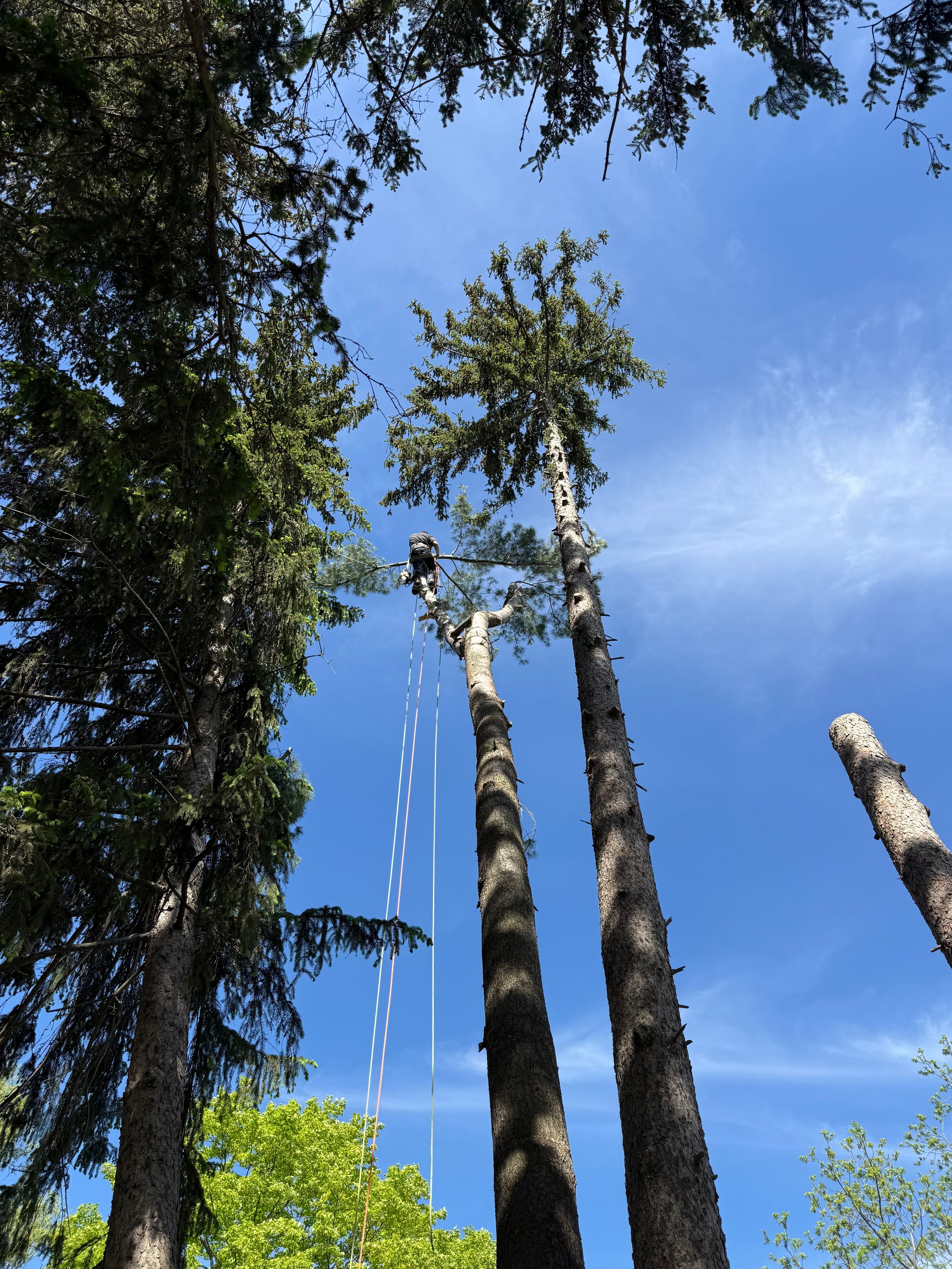 WNY Forestry Services LLC's image