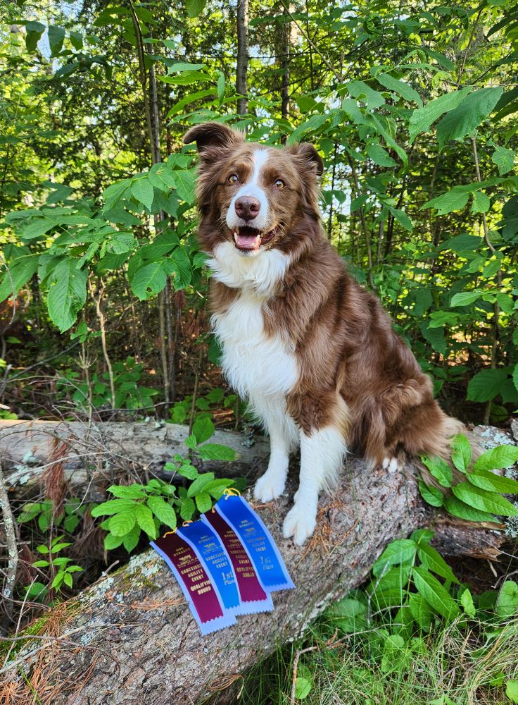 Sisu Canines's image