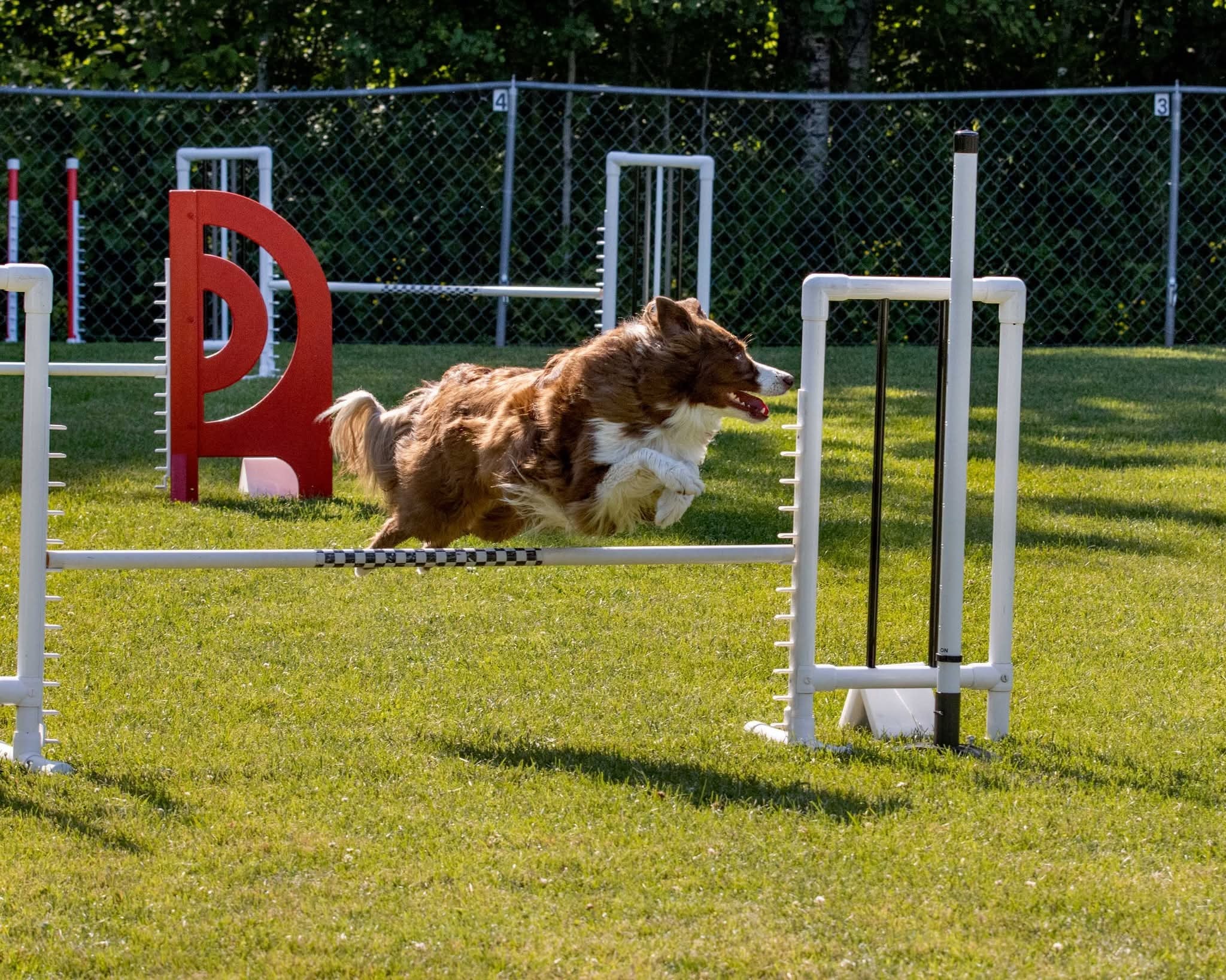 Sisu Canines's image