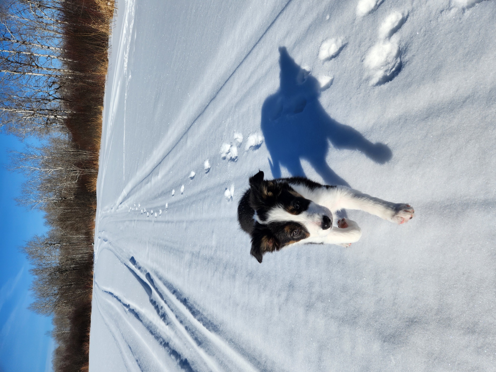 Sisu Canines's image