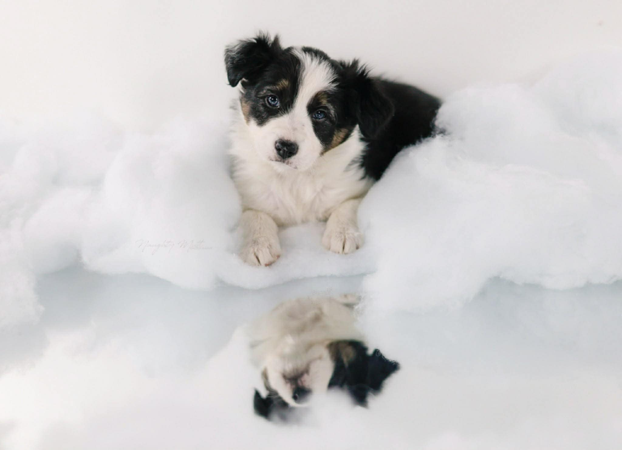 Sisu Canines's image