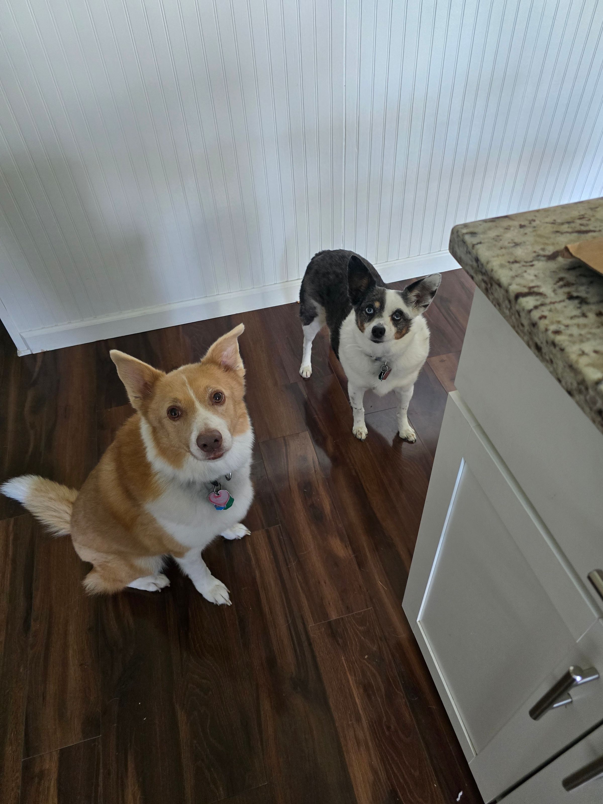 Lulu & Sadie