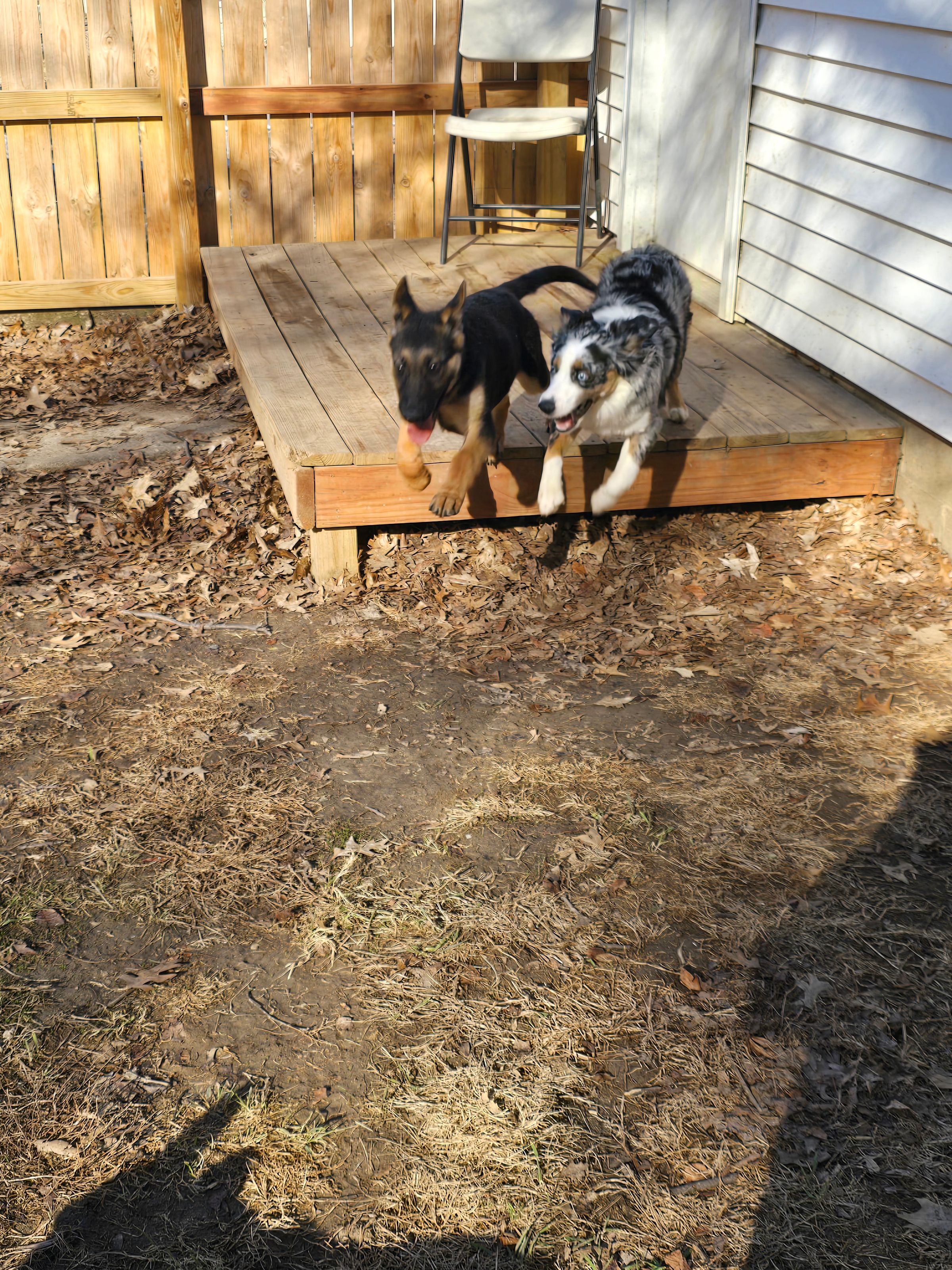 Frank & Griff - Play time